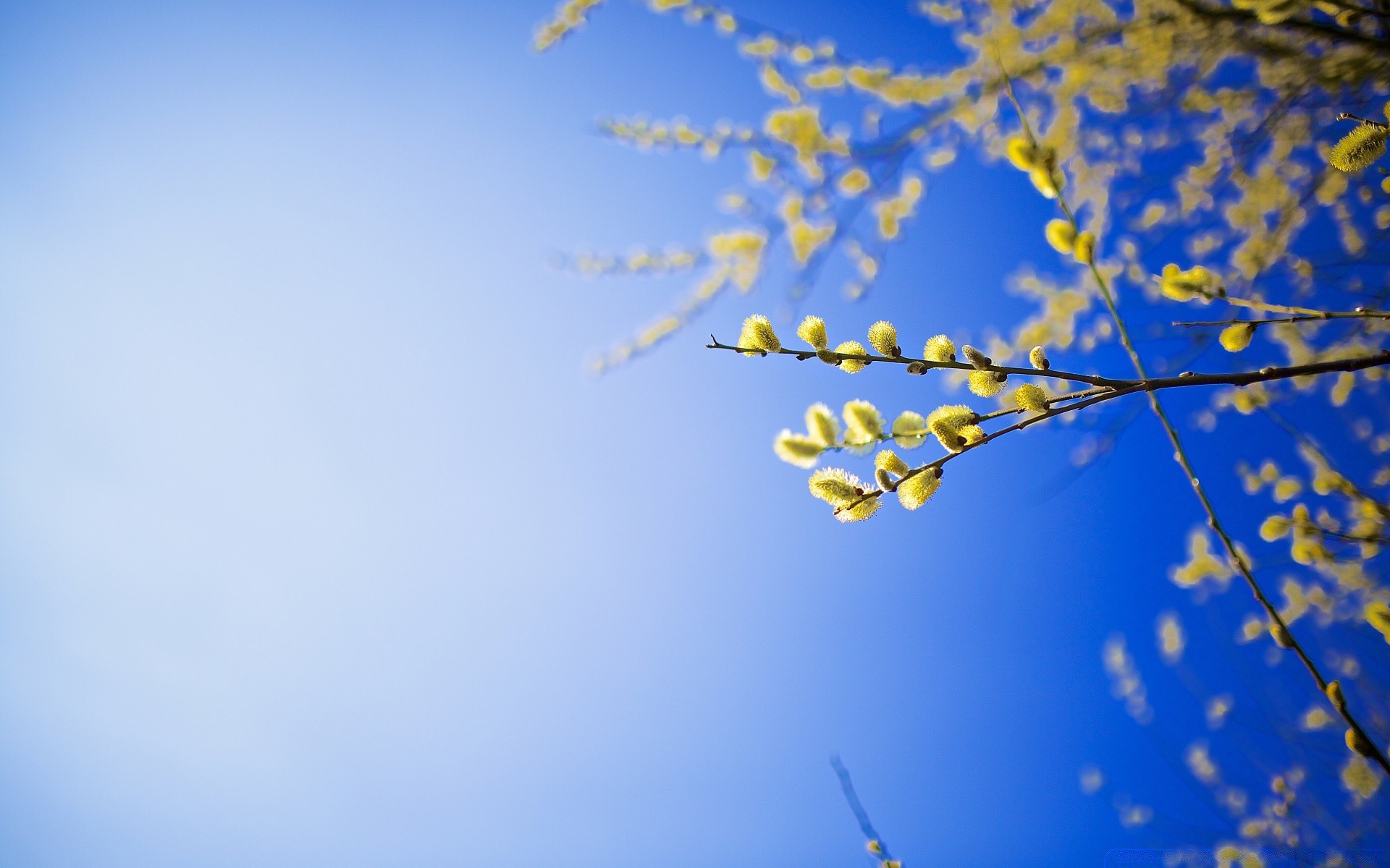 piante cielo desktop natura albero colore stagione inverno astratto luce fiore sfocatura flora foglia ramo