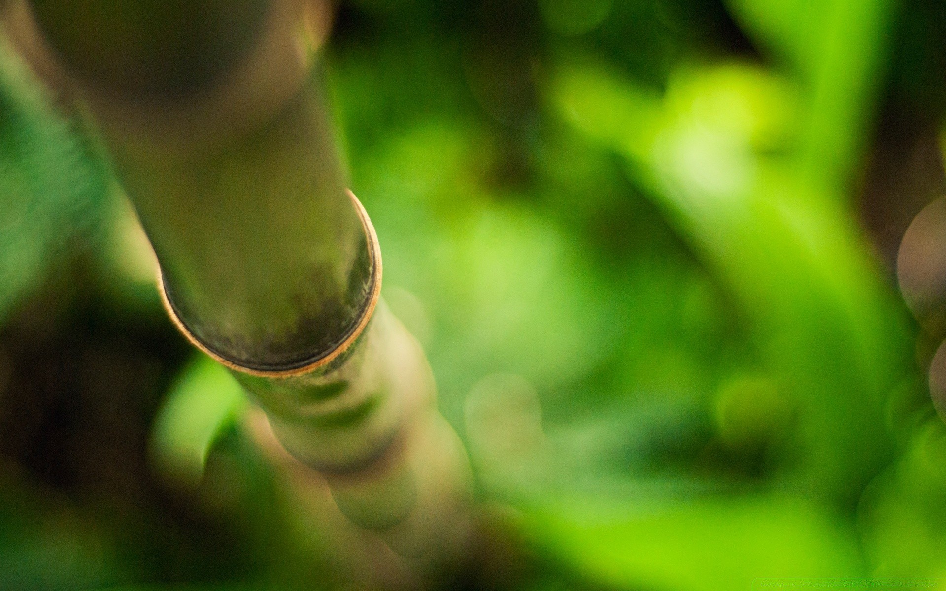 rośliny liść natura flora ogród kolor wzrost rozmycie zbliżenie środowisko lato pulpit deszcz