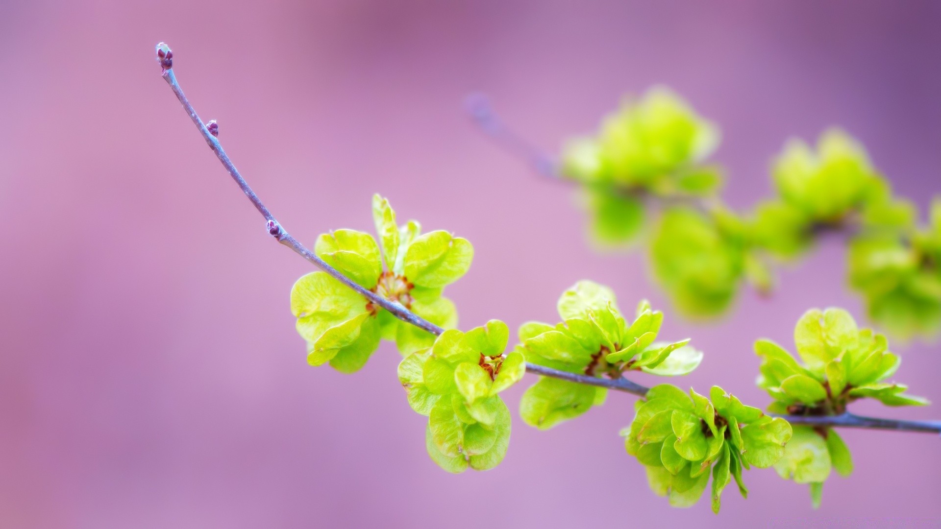 plants nature flora leaf flower growth branch garden close-up tree summer bud color desktop blur beautiful outdoors season bright