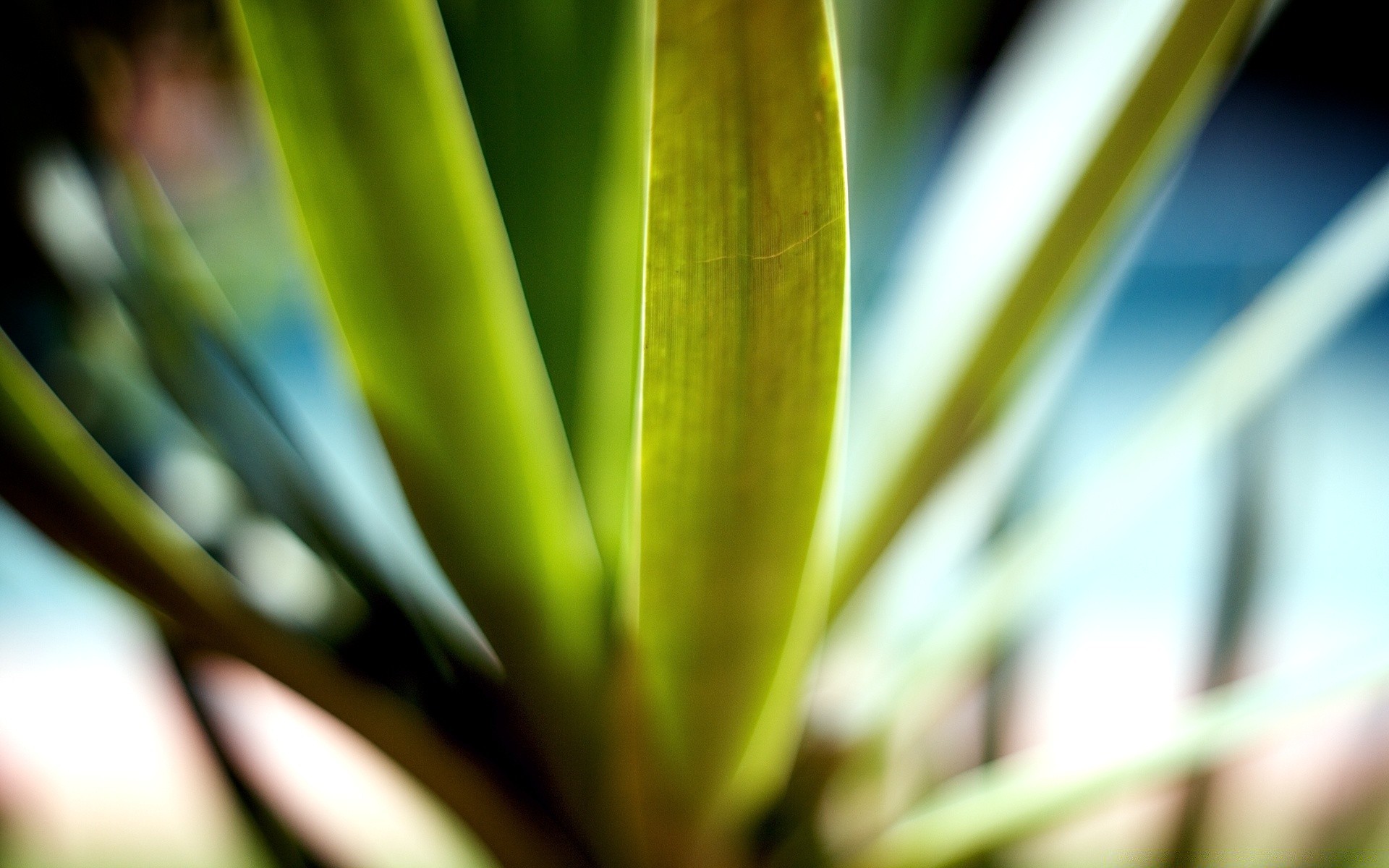 plants leaf nature flora growth rain summer garden outdoors tropical dof blur