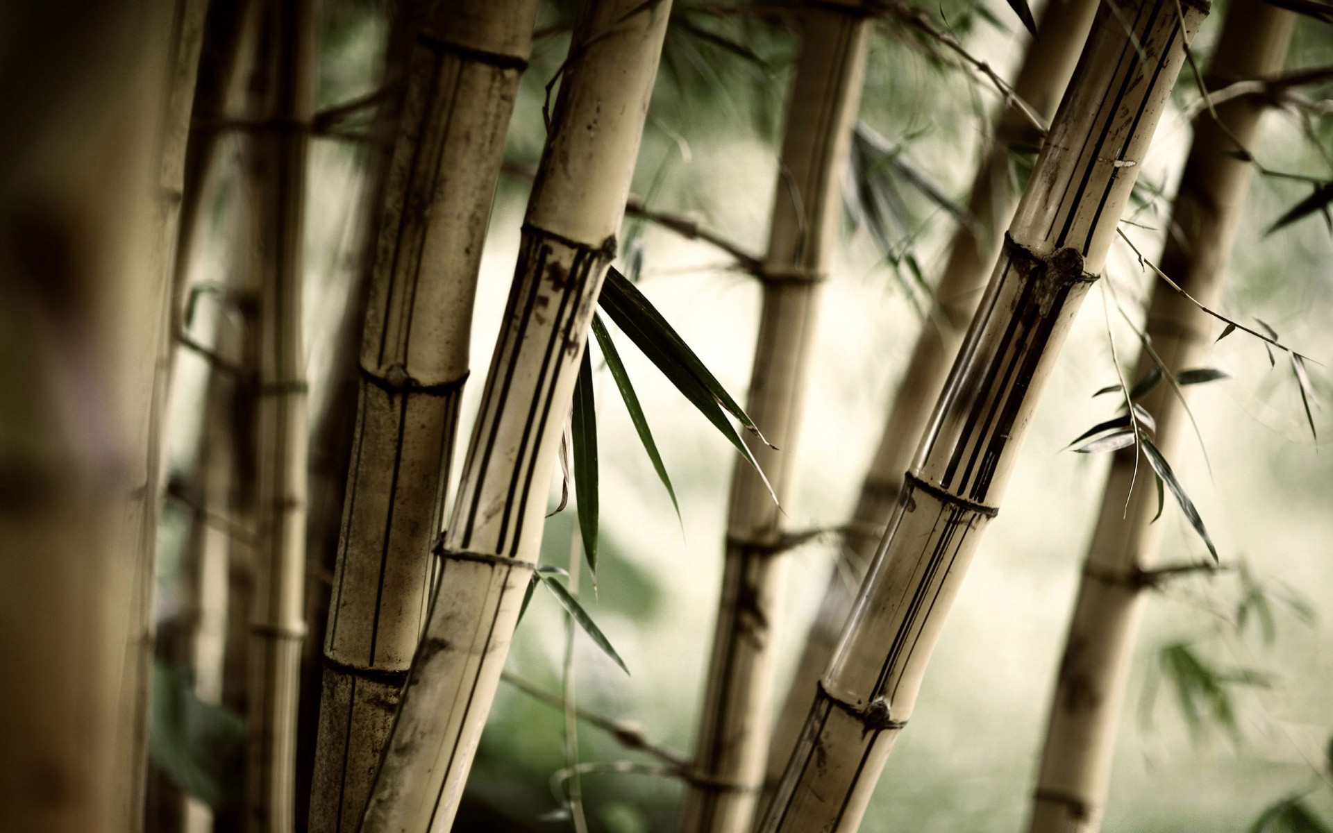 plantas bambu arquitetura aço velho