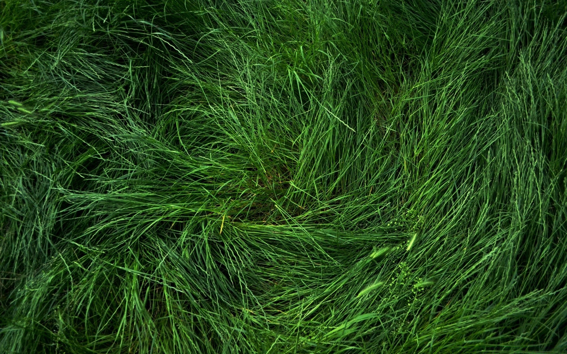 pflanzen gras flora rasen desktop blatt frische natur wachstum üppig schließen textur garten umwelt feld heuhaufen rasen gras