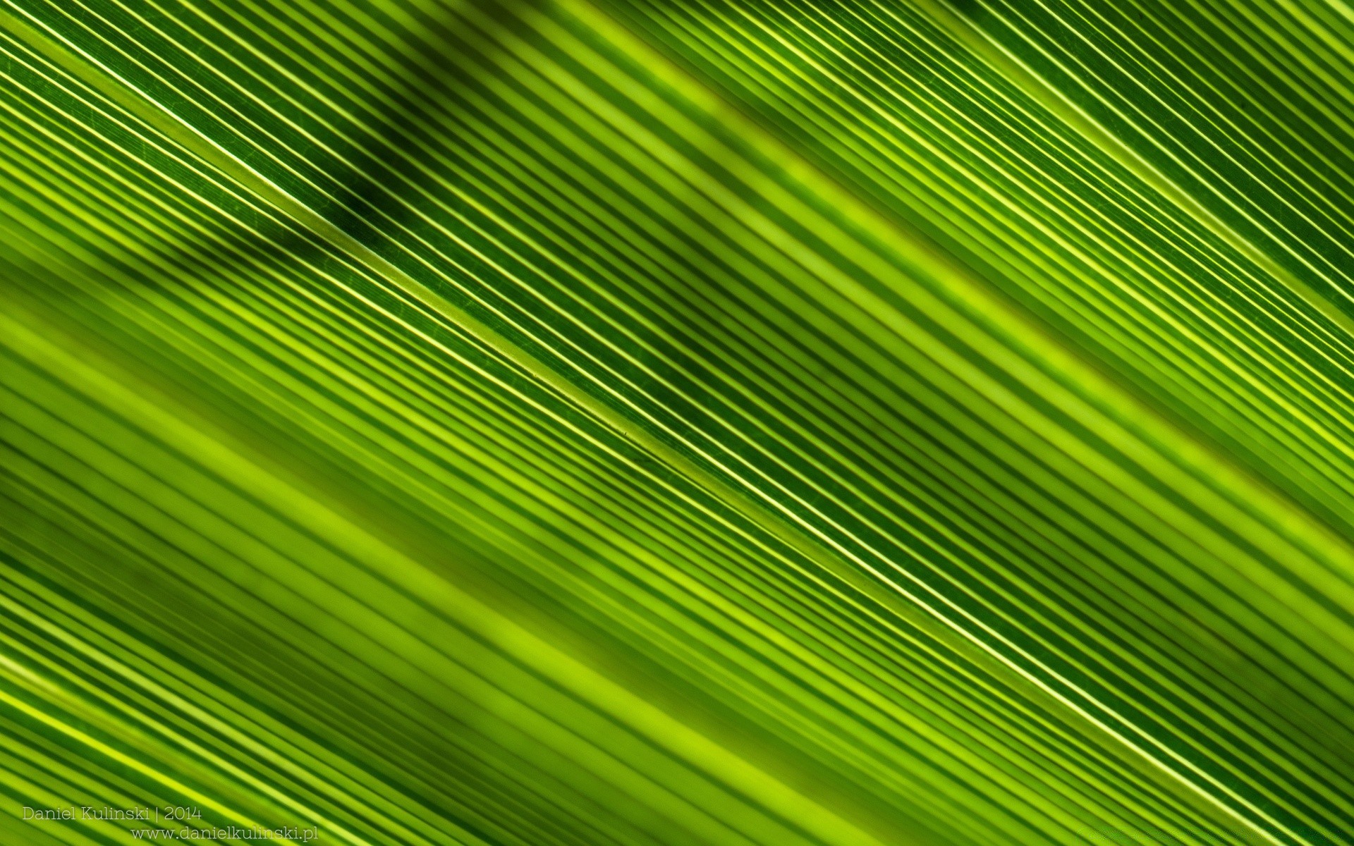 plants desktop leaf abstract wallpaper texture pattern flora linear summer diagonal design background growth nature bright photosynthesis