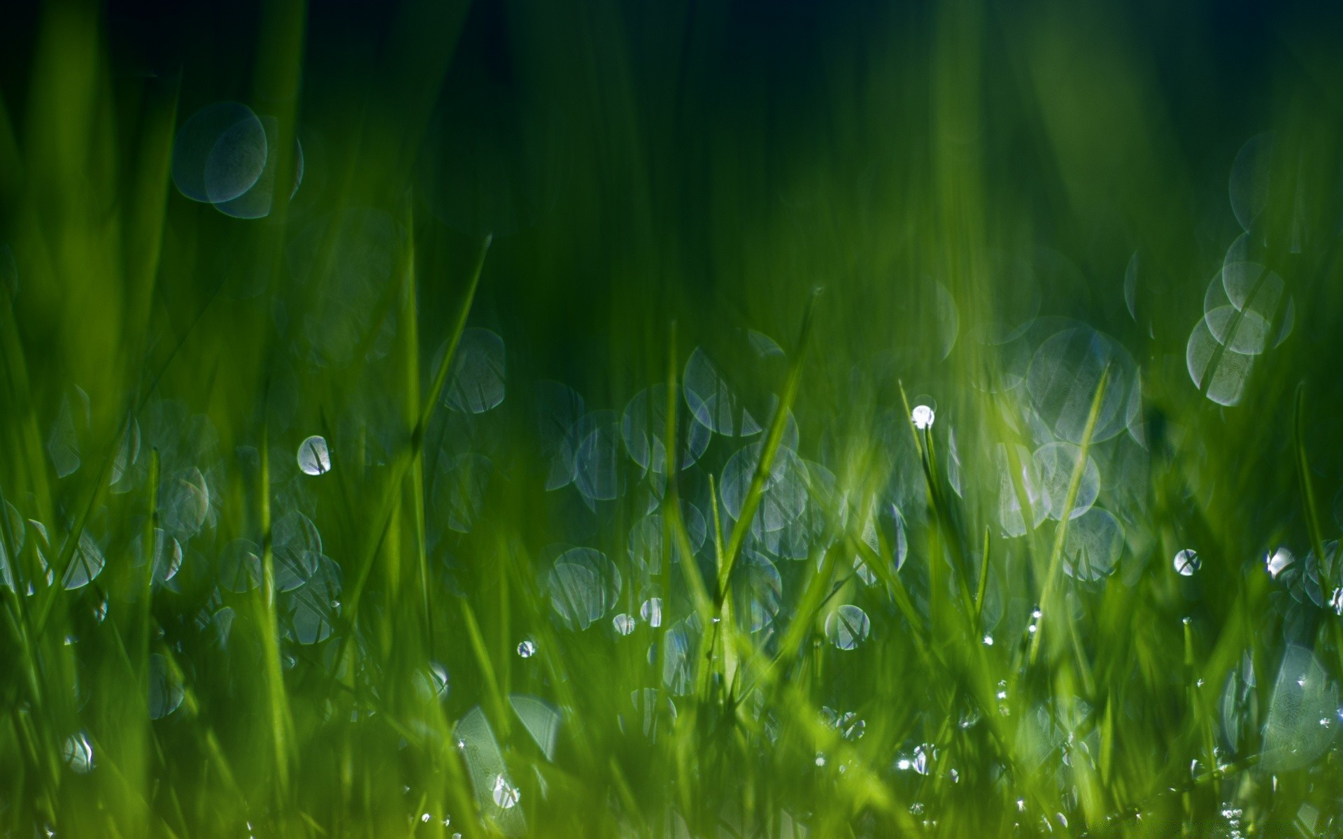 plantas rocío césped hierba hoja exuberante flora heno crecimiento jardín caída lluvia campo naturaleza verano sol amanecer hoja gotas buen tiempo frescura