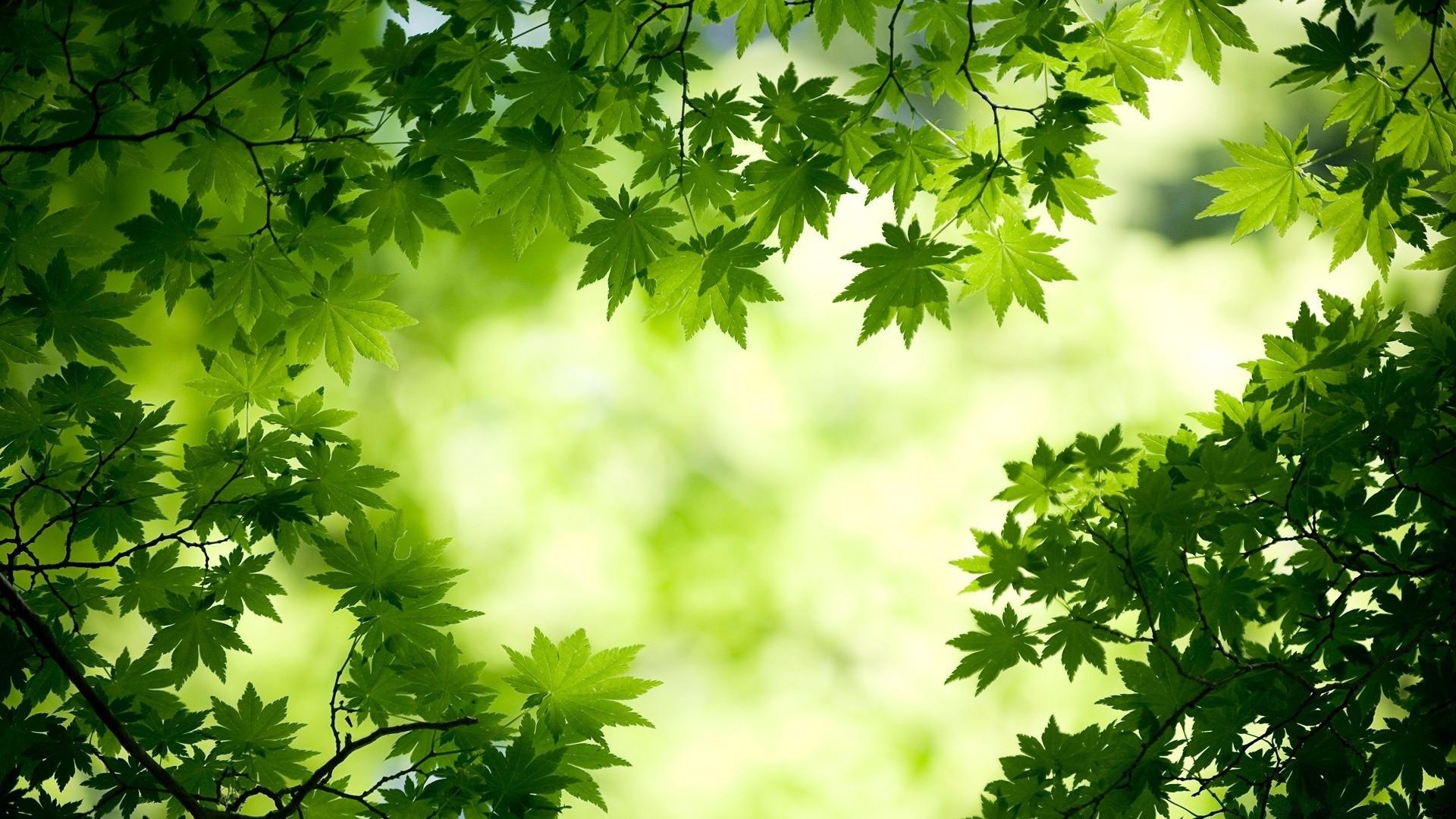 pflanzen blatt natur flora wachstum sommer hell üppig baum frische sonne garten gutes wetter gras