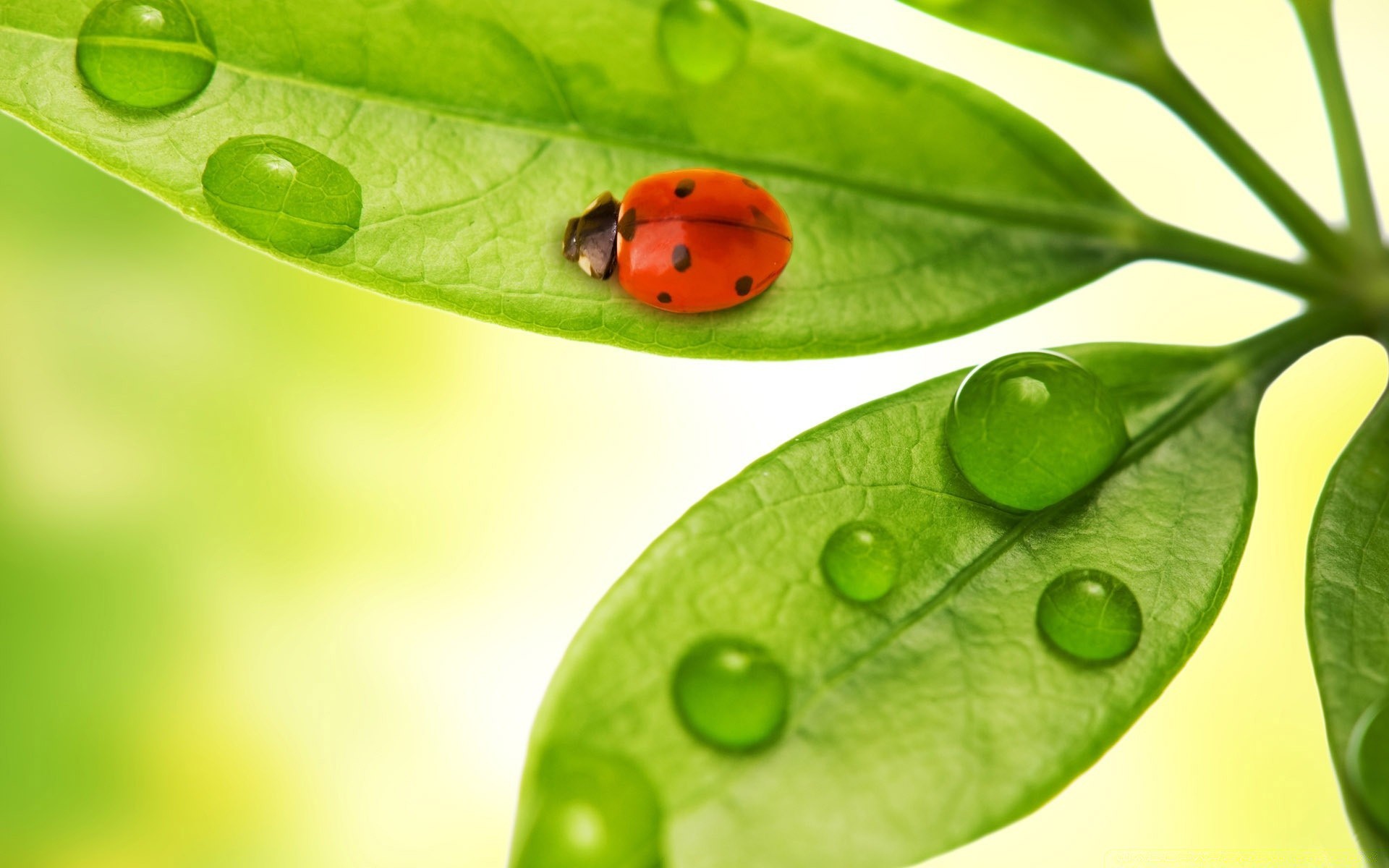 droplets and water leaf dew drop flora rain purity growth wet nature droplet close-up freshness ecology harmony garden environment biology raindrop