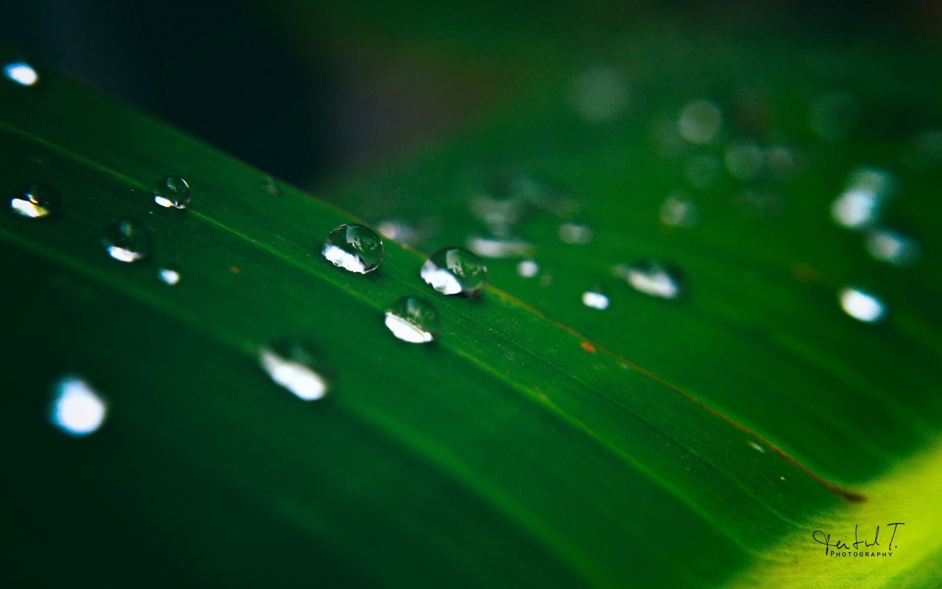 gotas e água orvalho chuva queda molhado gotas água gotas folha pureza limpo orvalho crescimento brilho vertedouro