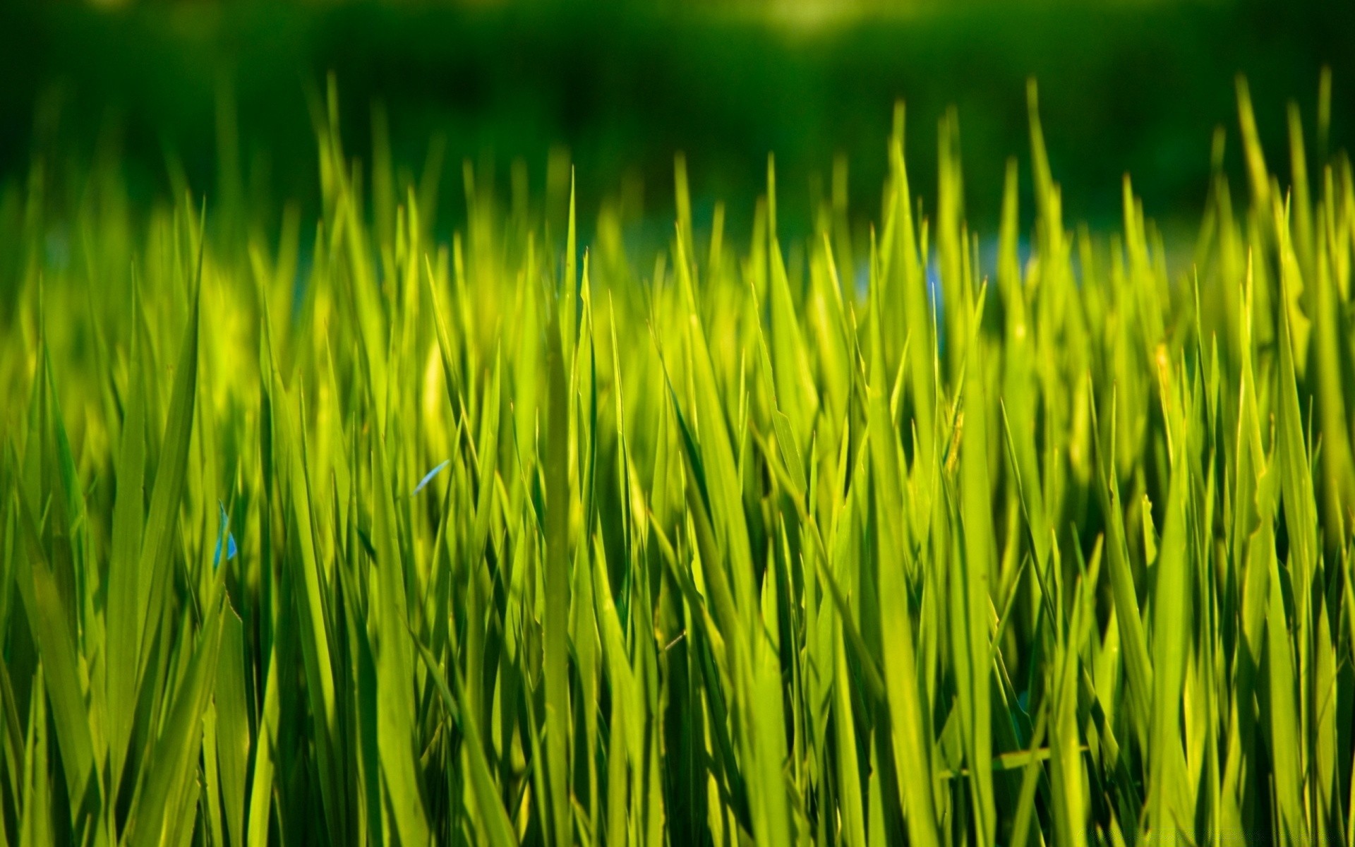 plants growth grass cereal field pasture lush rural lawn wheat hayfield agriculture flora farm crop environment soil farmland