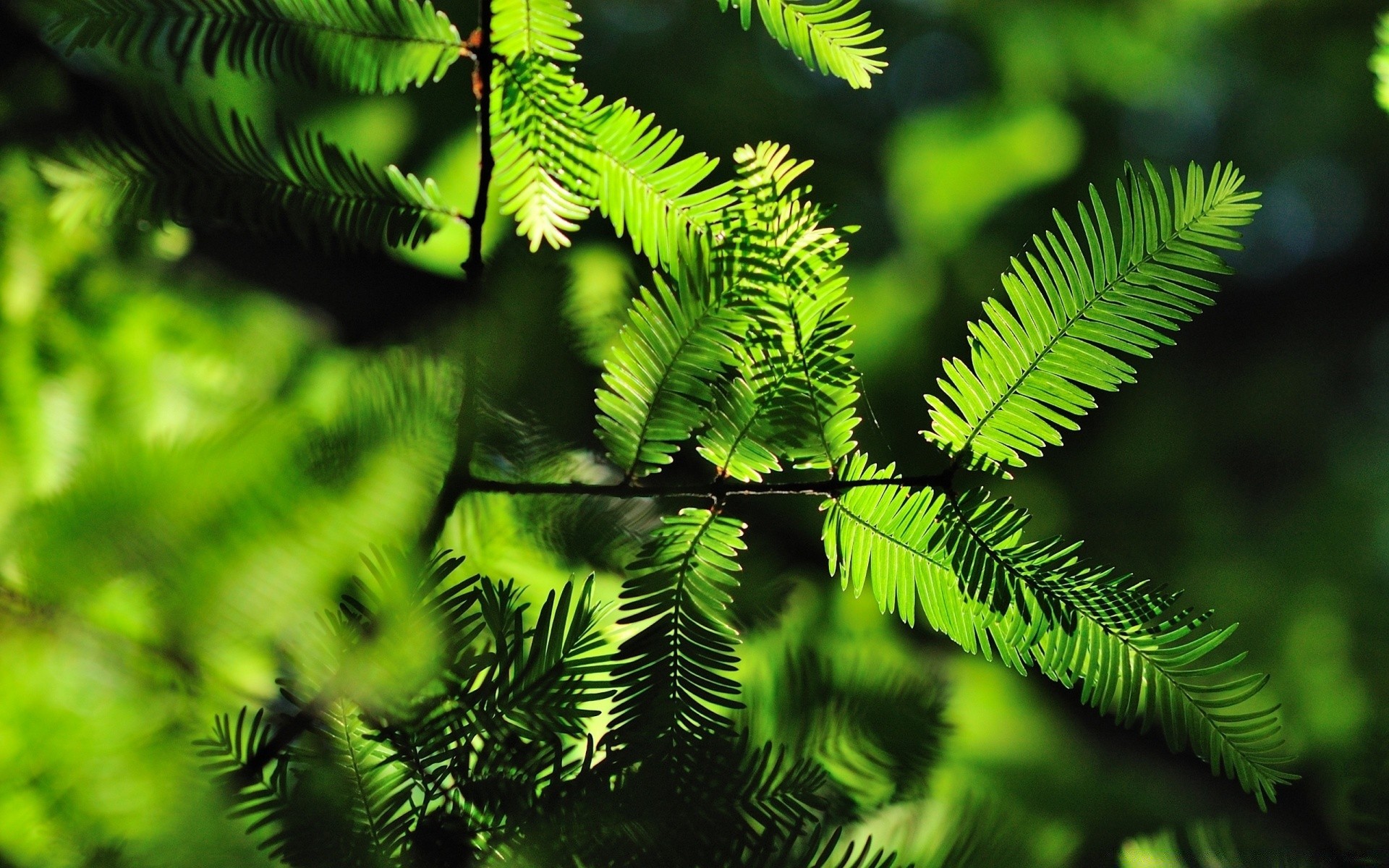 plantes arbre nature feuille à l extérieur environnement bois branche flore fern luxuriante parc