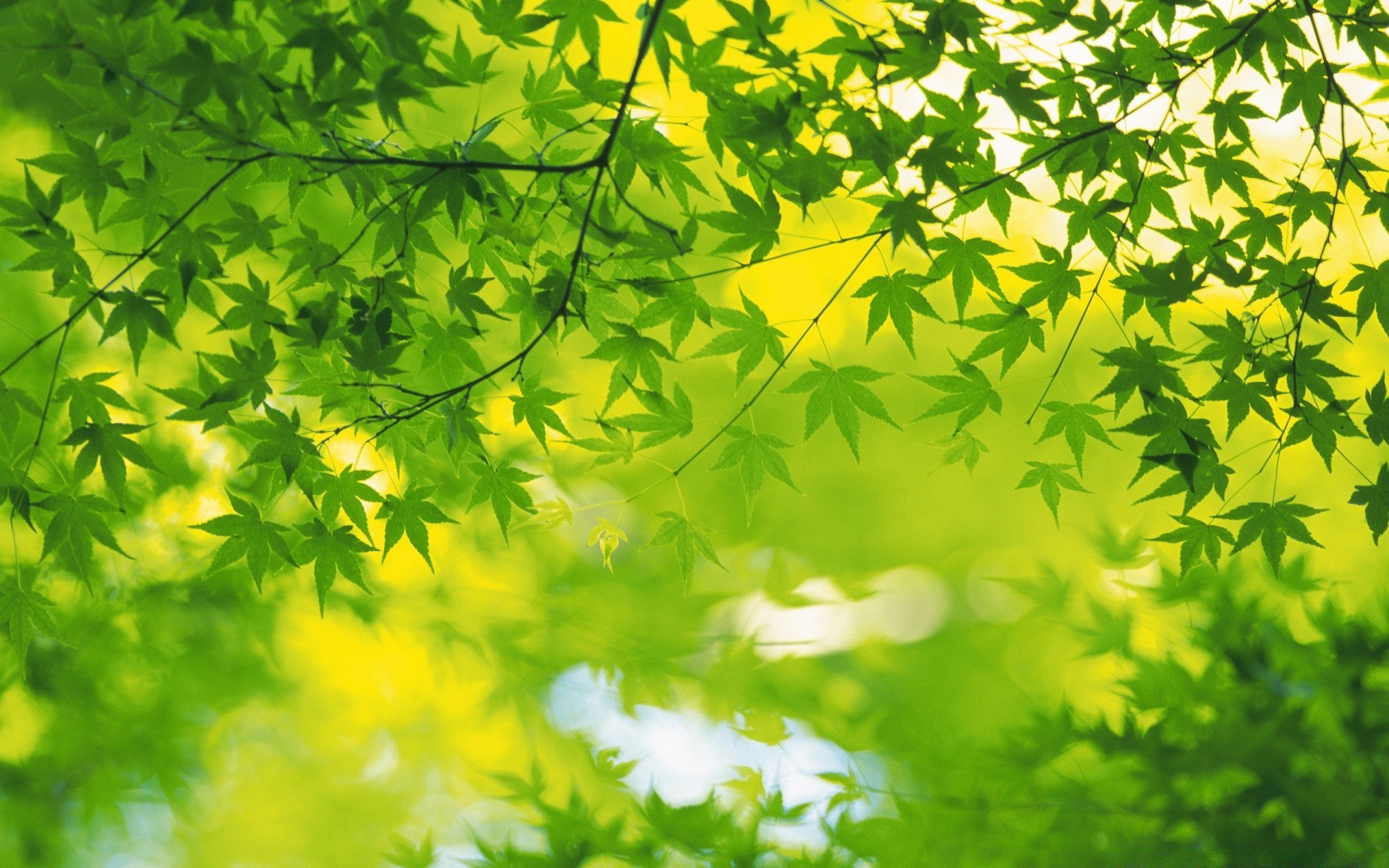 piante foglia flora natura lussureggiante crescita luminoso albero desktop stagione legno ambiente giardino bel tempo ramo luminoso estate colore sole acero soleggiato