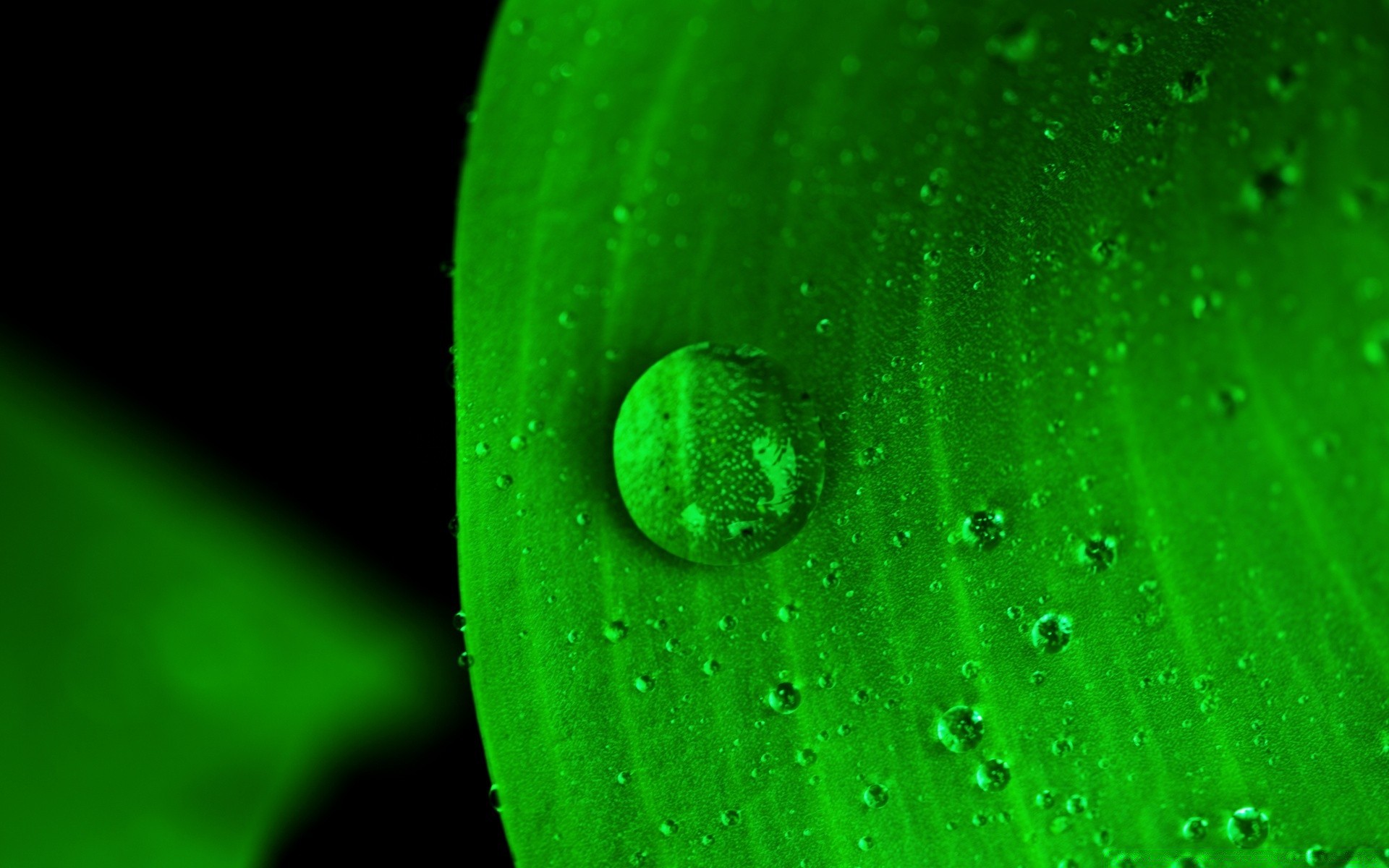 gotas y agua rocío gota lluvia gotas mojado hoja flora agua crecimiento gotas frescura naturaleza escritorio medio ambiente resumen jardín limpieza gota de agua