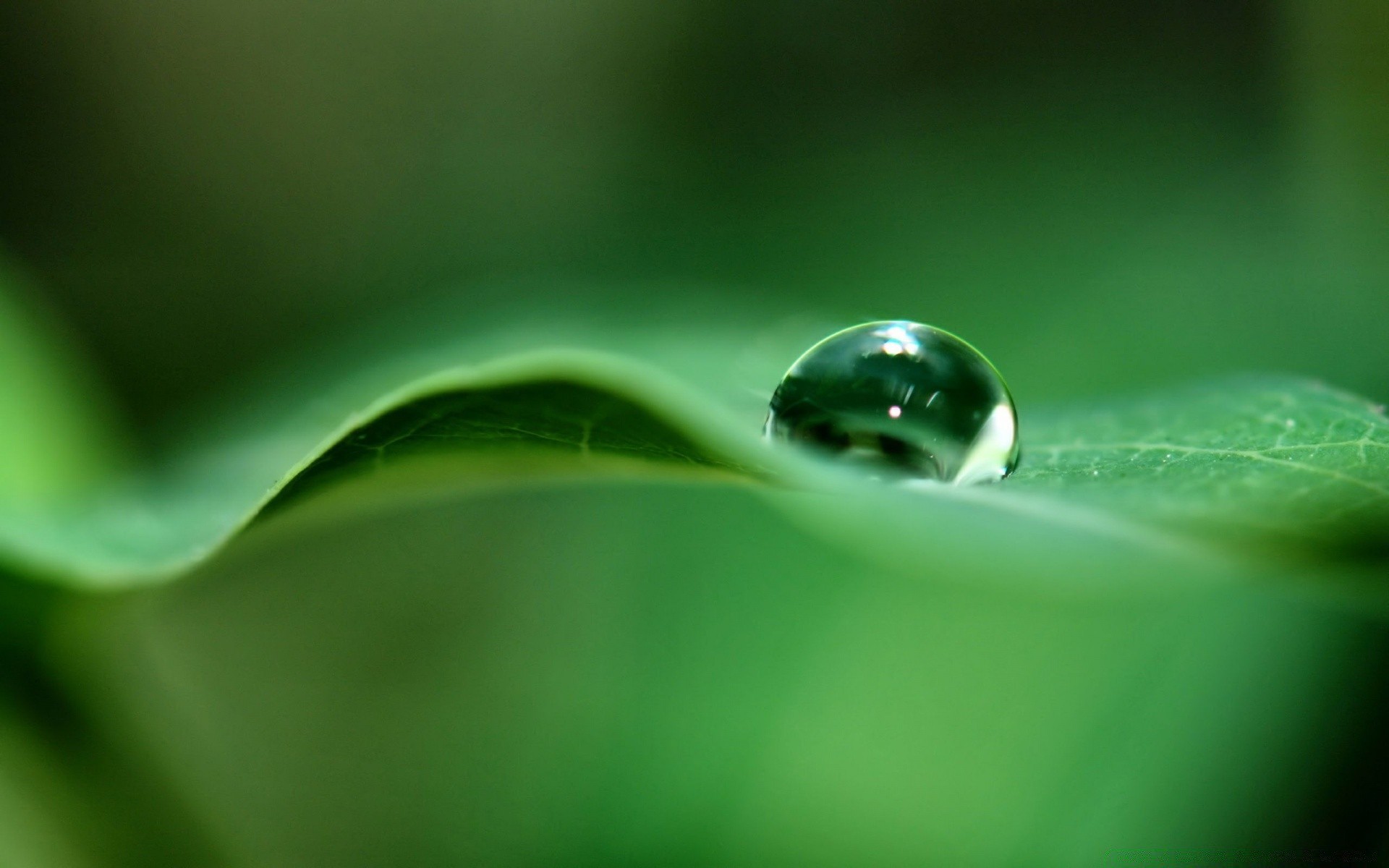 gotas y agua lluvia rocío gota gotas hoja mojado agua limpieza gotas naturaleza flora gota de agua medio ambiente jardín desenfoque crecimiento ecología líquido