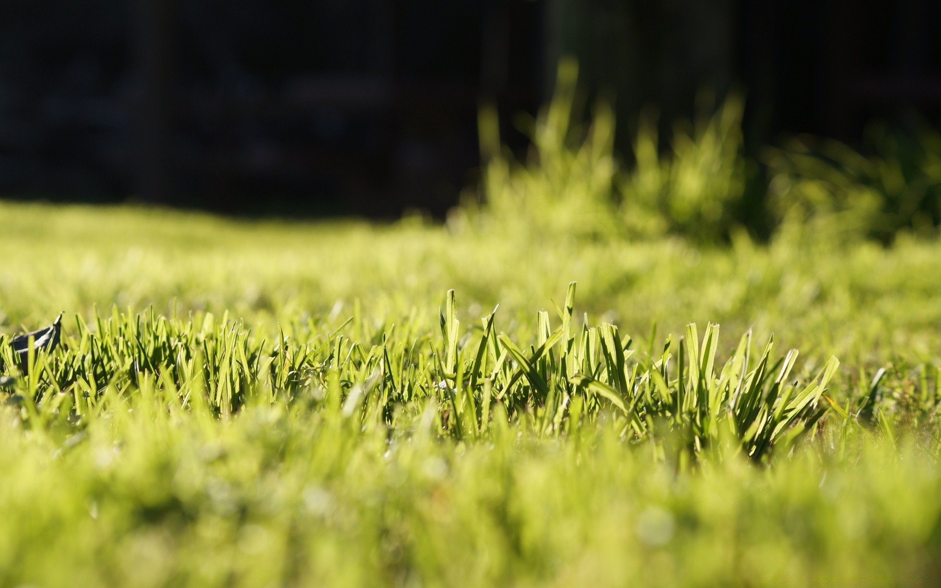 plants growth field grass nature rural summer farm pasture agriculture sun cereal outdoors leaf wheat flora country hayfield countryside soil