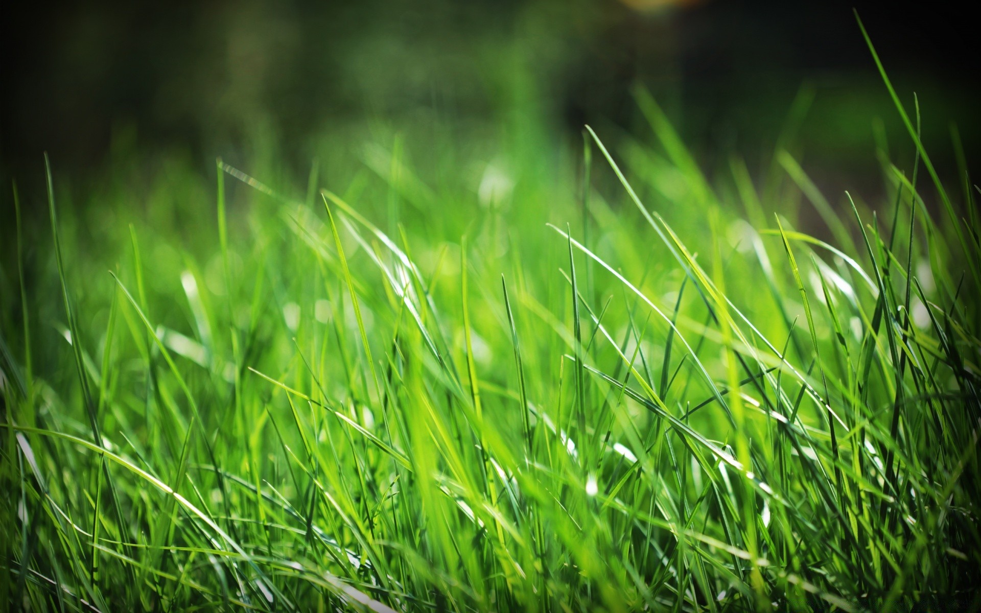 rośliny trawa trawnik wzrost lato bujne sianokosy pole liść flora natura ogród słońce darń ostrze rosa świt wiejskie dobra pogoda dziedziniec