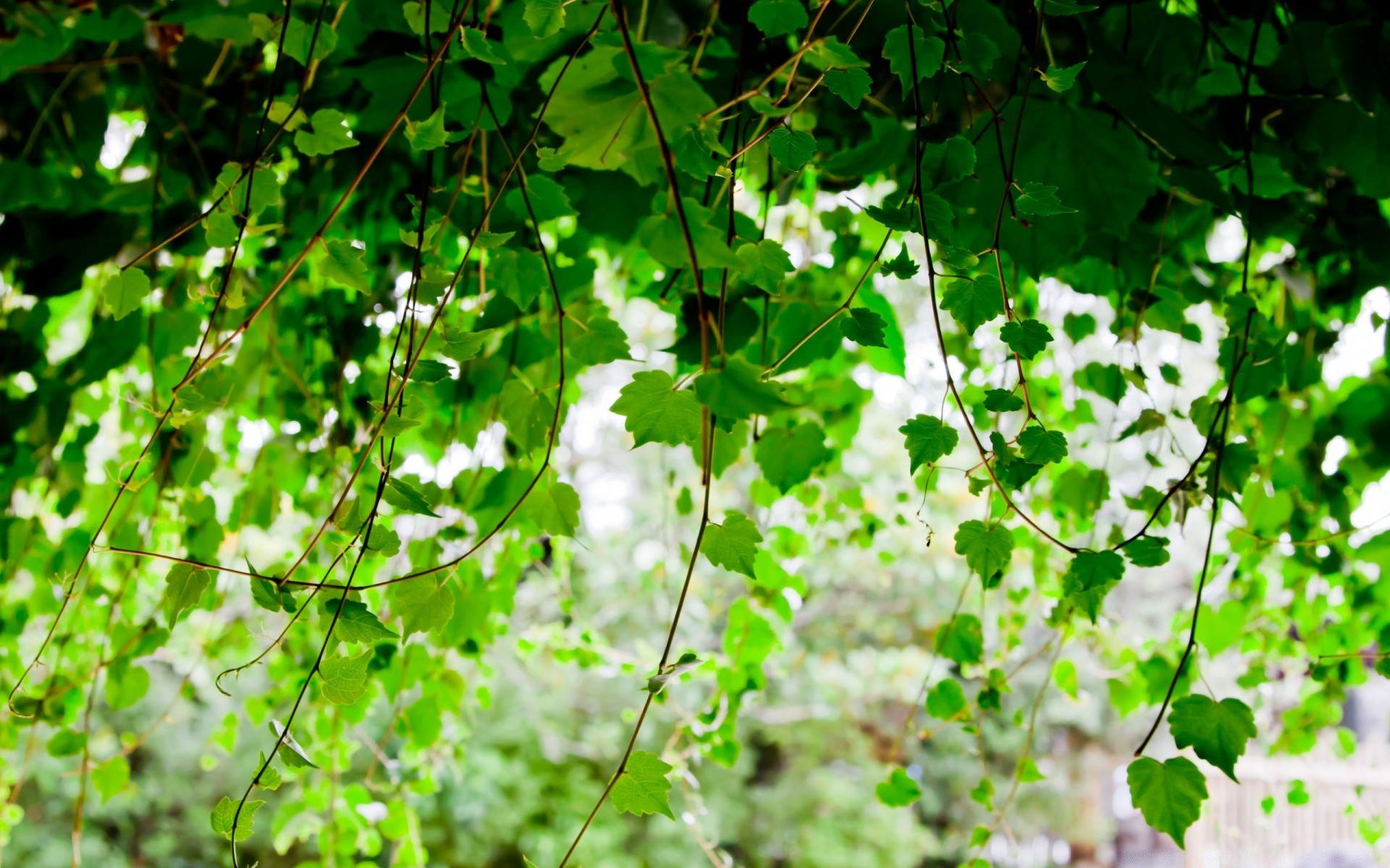 piante foglia flora crescita natura estate albero ambiente giardino ramo desktop freschezza stagione luminoso colore lussureggiante legno primo piano bel tempo all aperto