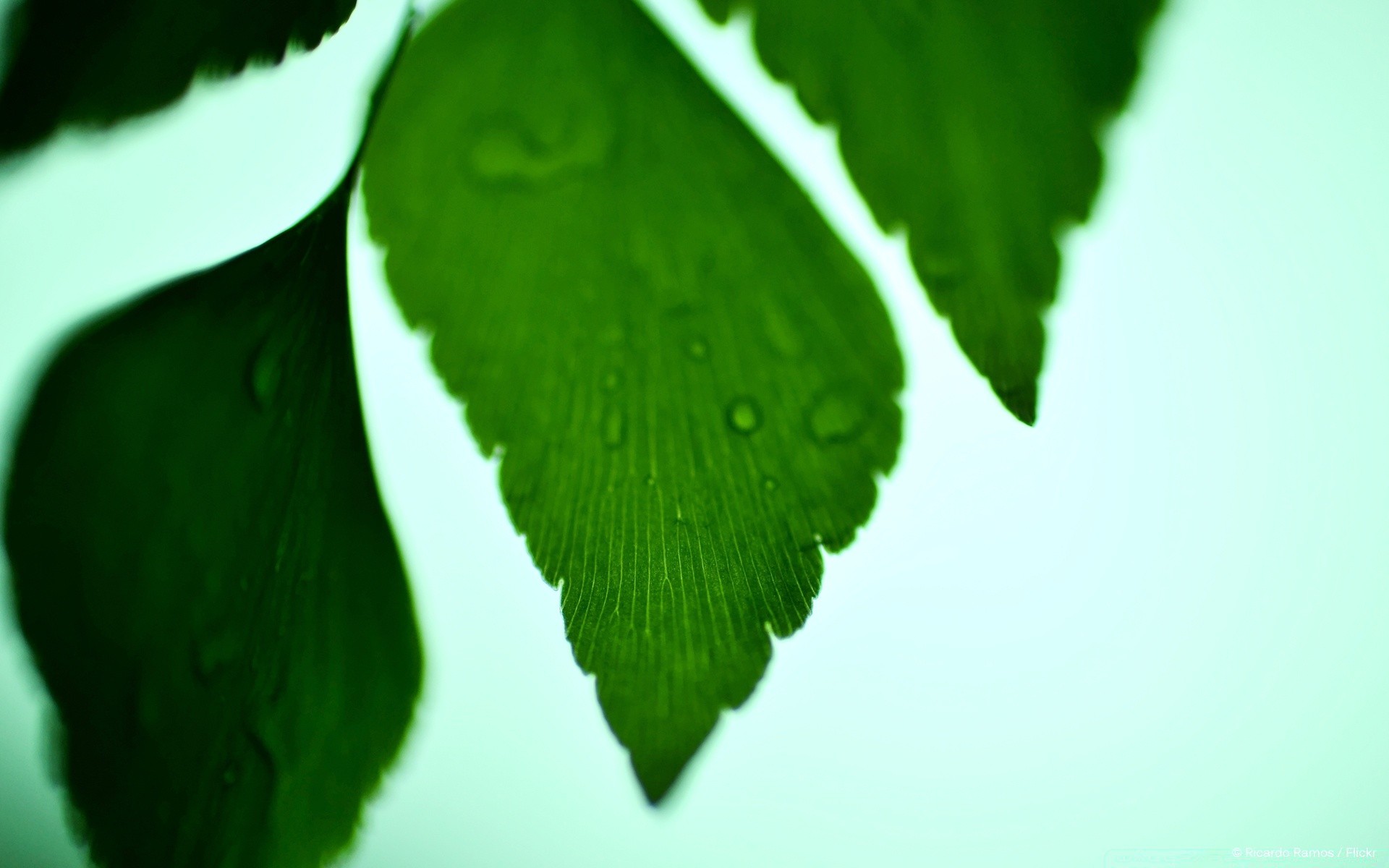 pflanzen blatt natur flora wachstum regen üppig tropfen hell umwelt garten sauberkeit tau baum licht ökologie frische im freien