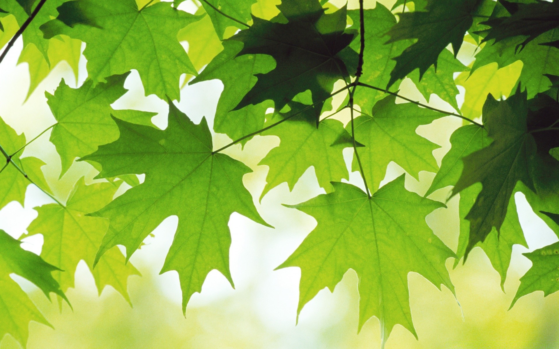 piante foglia natura autunno flora lussureggiante luminoso crescita acero ambiente all aperto estate albero legno bel tempo