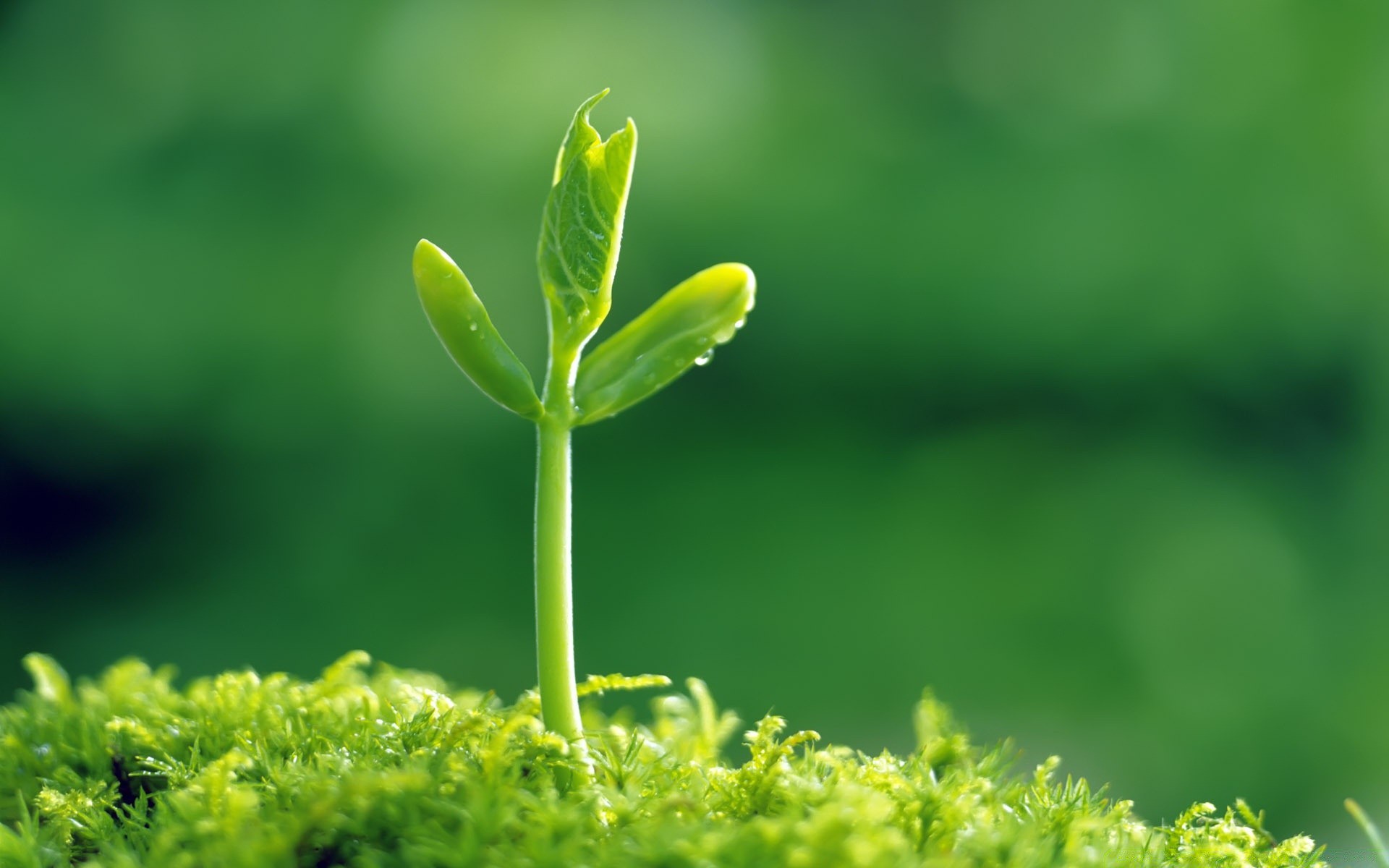 bitkiler yaprak büyüme doğa yaz flora açık havada bulanıklık çimen ekoloji bahçe yemyeşil güzel hava