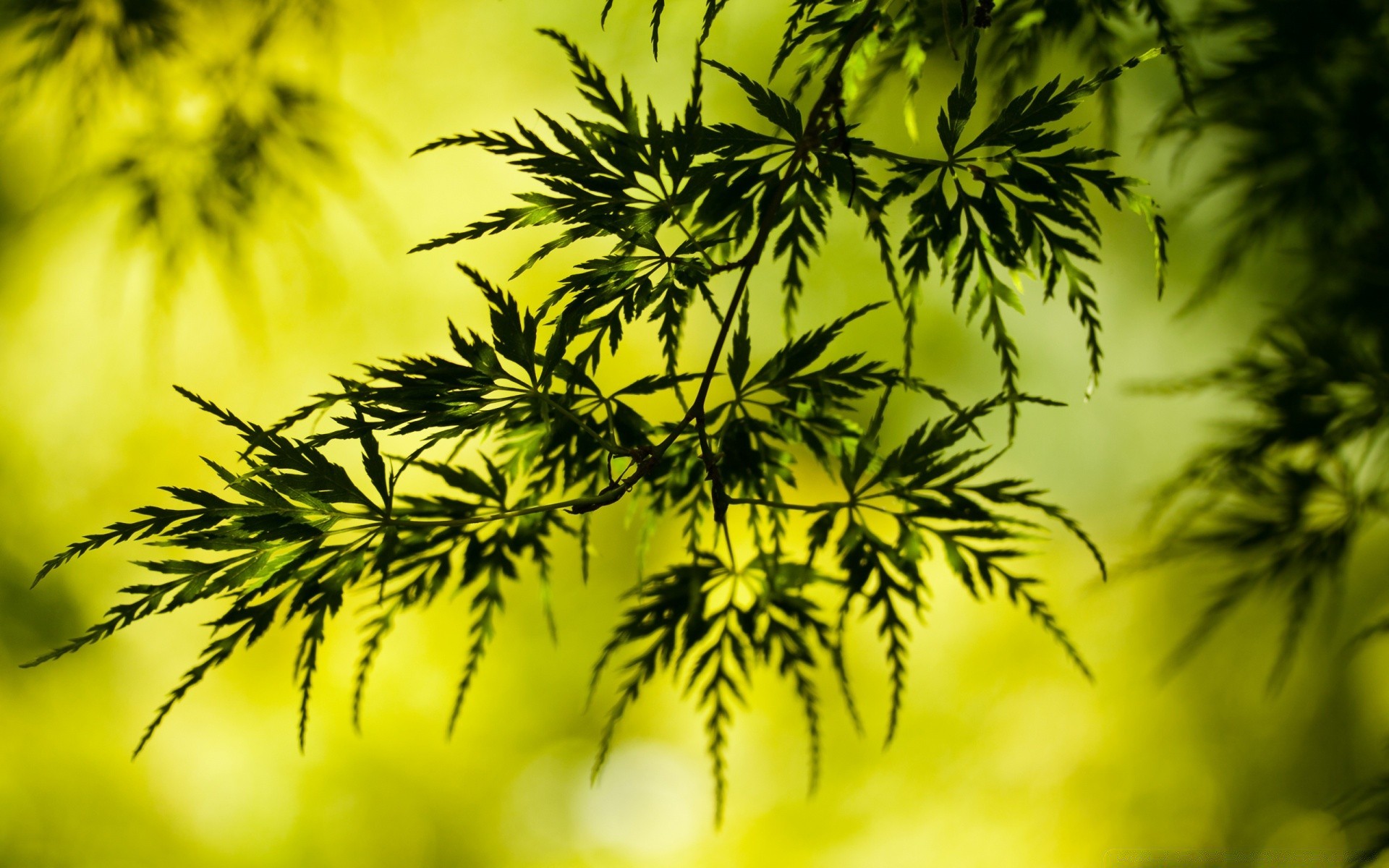 plantas natureza flora folha árvore verão close-up área de trabalho ramo brilhante exuberante cor jardim frescura crescimento