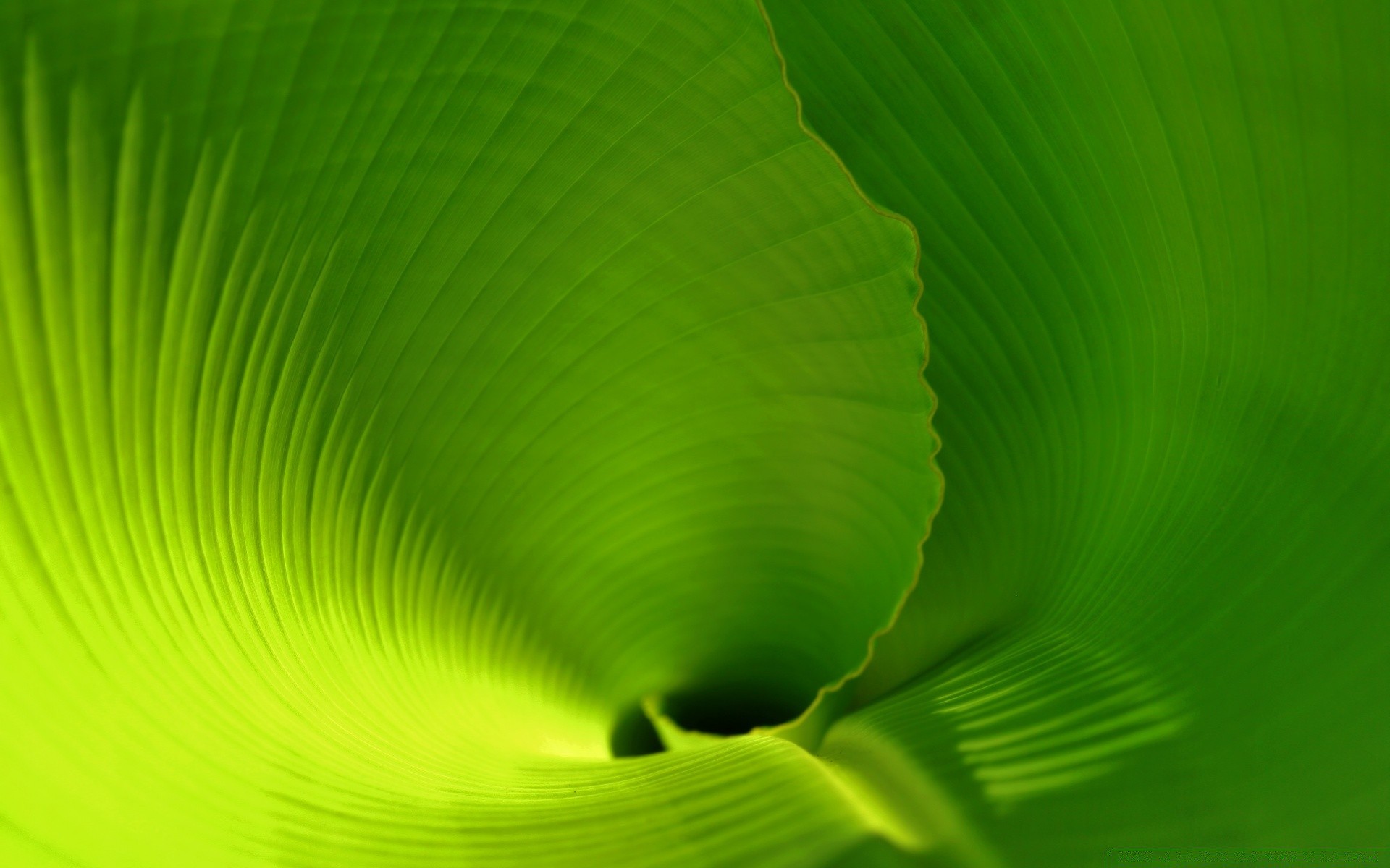 plants leaf abstract flora desktop bright color texture nature