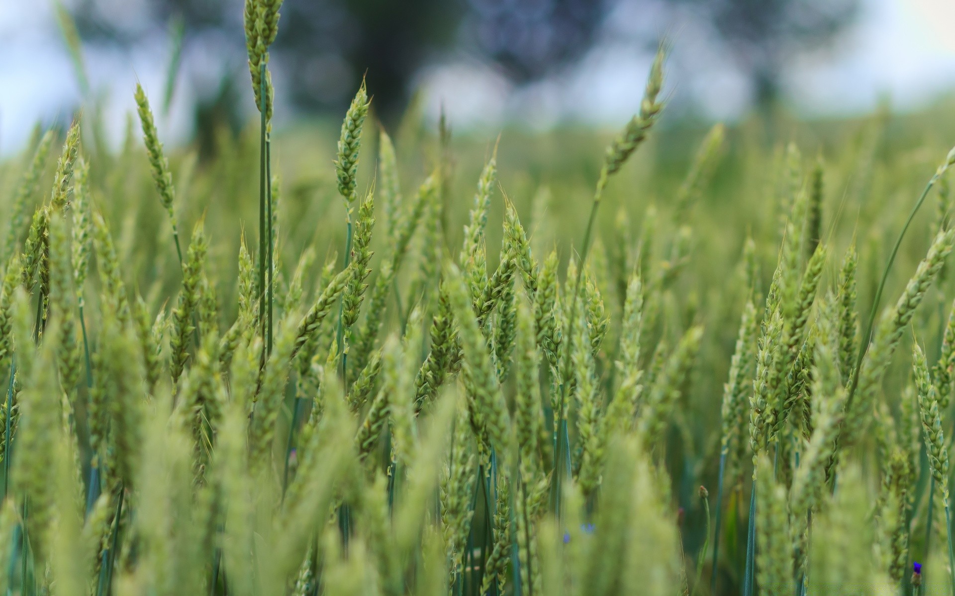 plantes céréales blé pâturage rural croissance agriculture ferme champ nature maïs récolte pain été à l extérieur campagne seigle terres agricoles semences paille