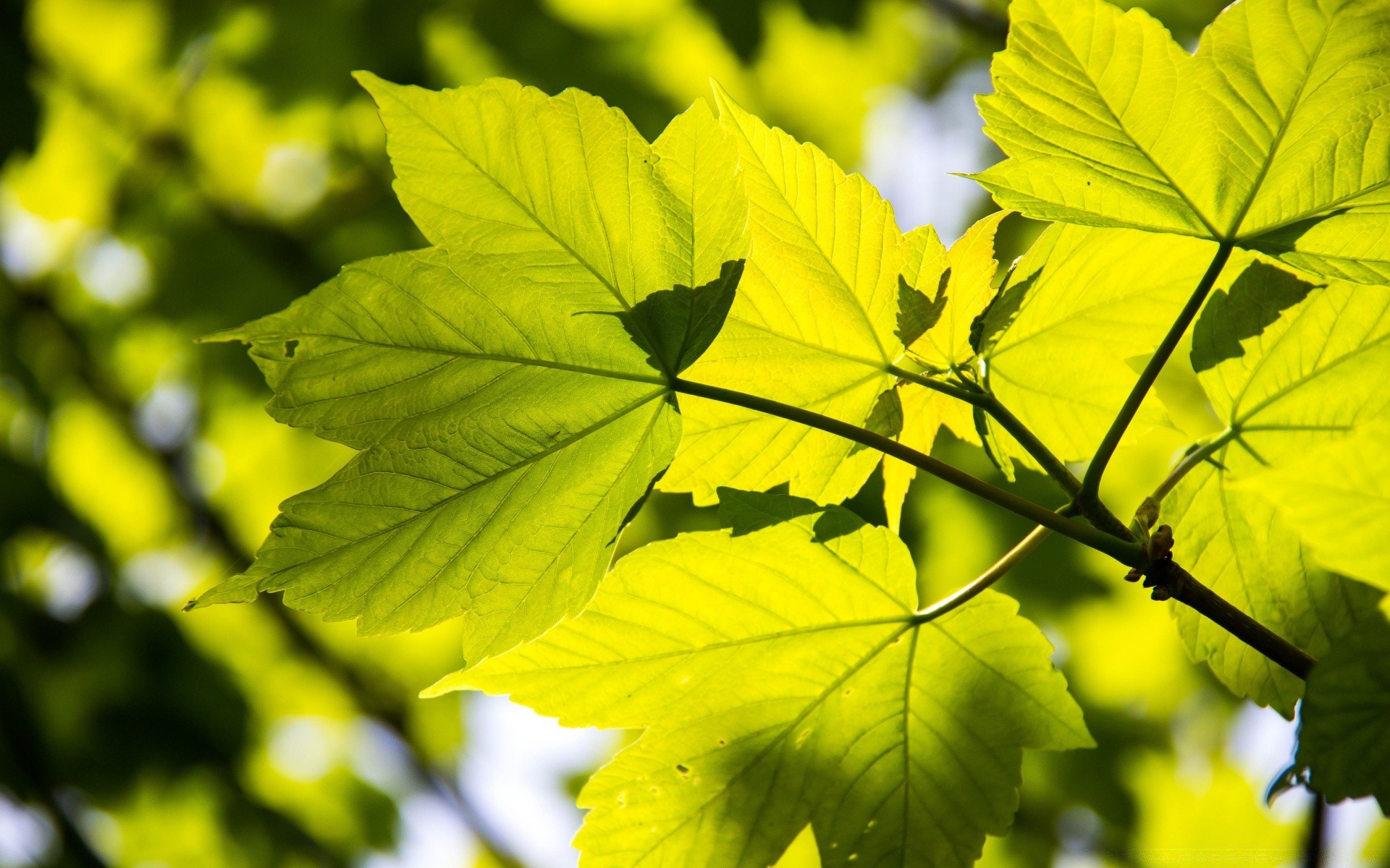 pflanzen blatt natur herbst üppig wachstum flora hell im freien holz gutes wetter sommer umwelt holz farbe sonne