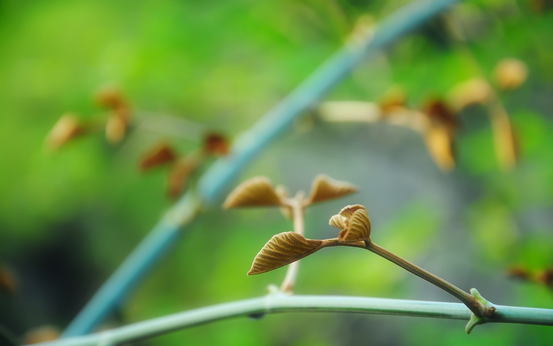 bitkiler doğa yaprak büyüme açık havada flora bulanıklık yaz çimen küçük bahçe gün ışığı