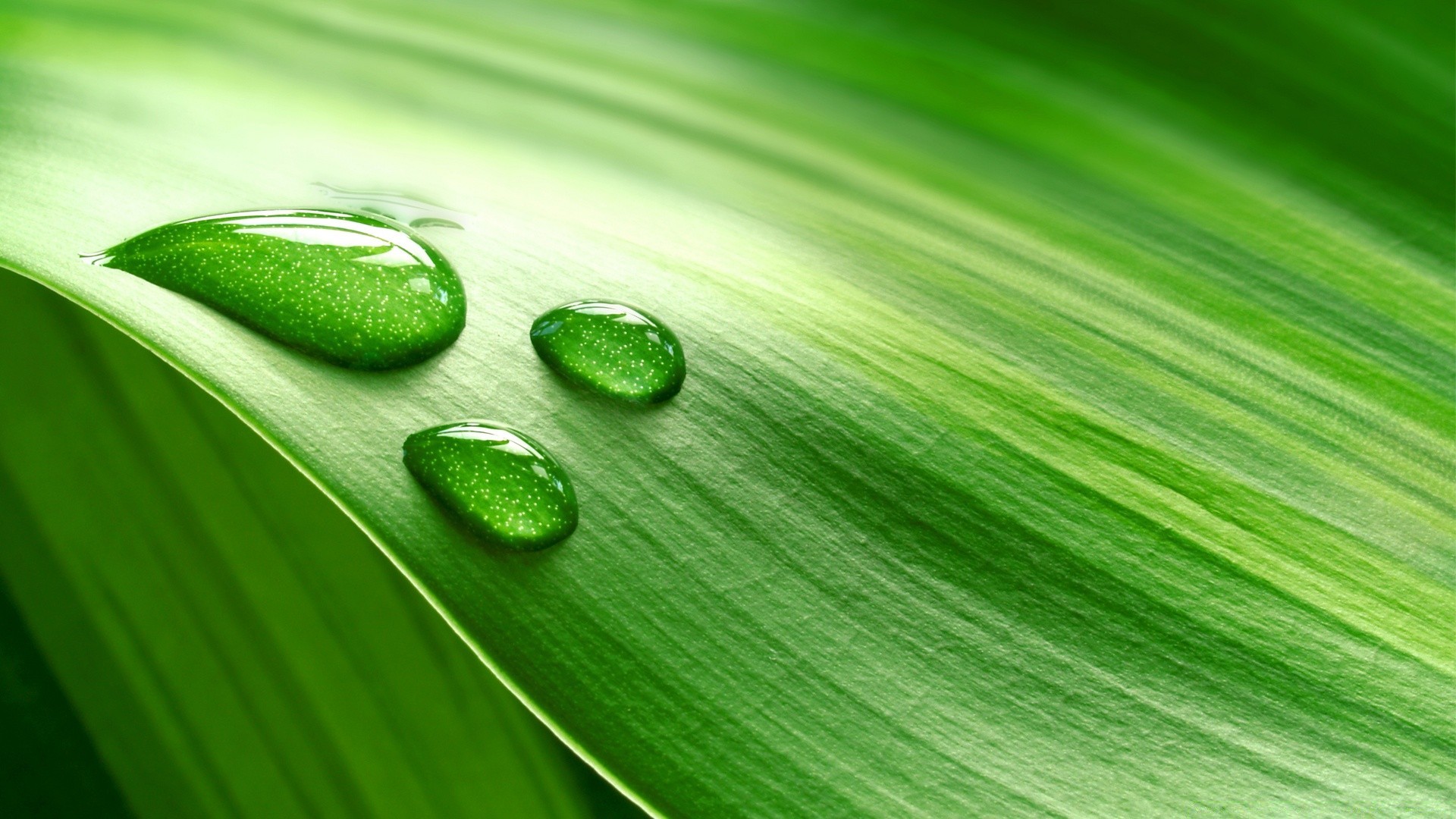 droplets and water leaf flora growth drop dew desktop nature rain freshness close-up