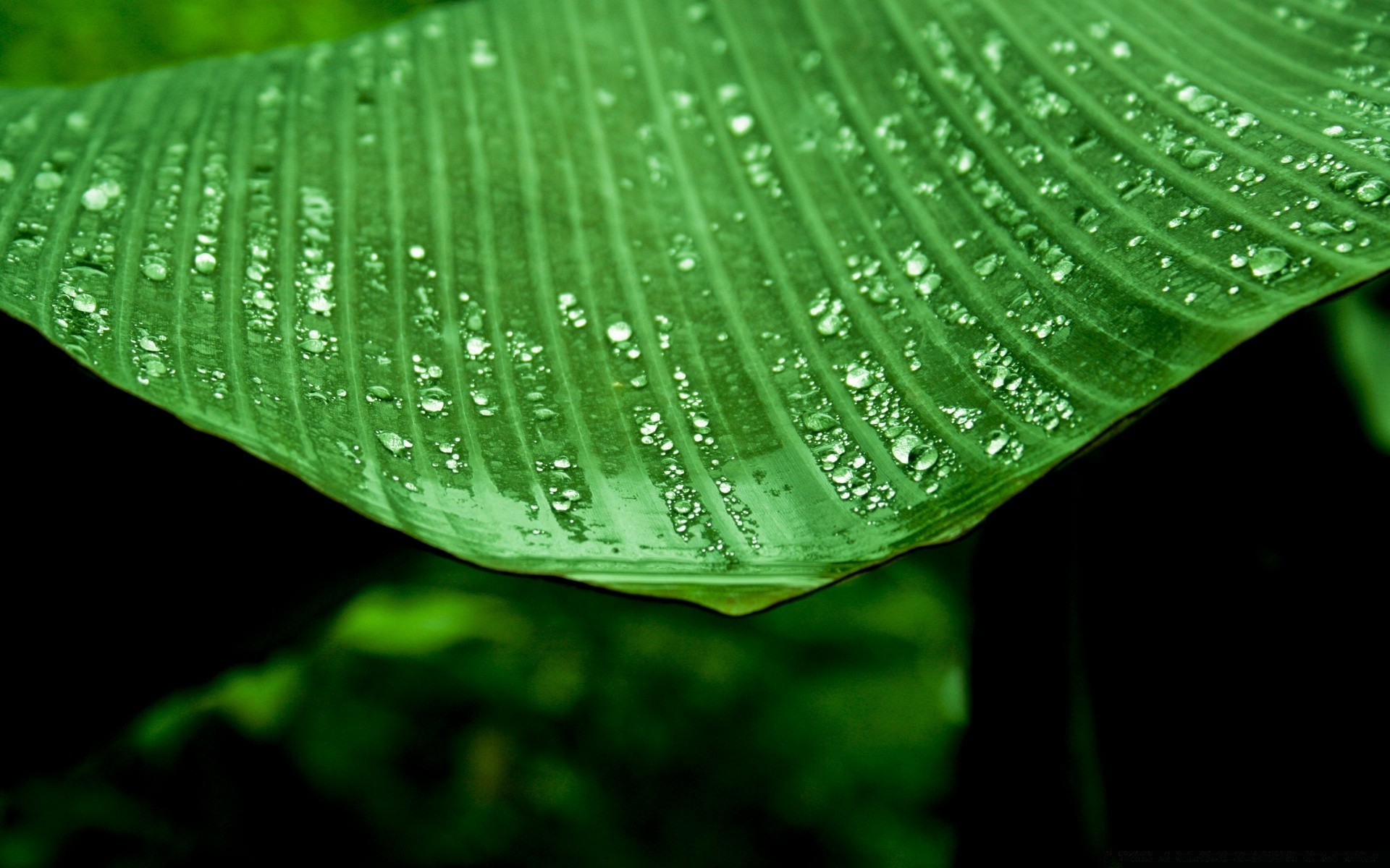 droplets and water leaf rain dew growth flora nature summer wet drop raindrop garden bright purity tropical droplet environment water lush