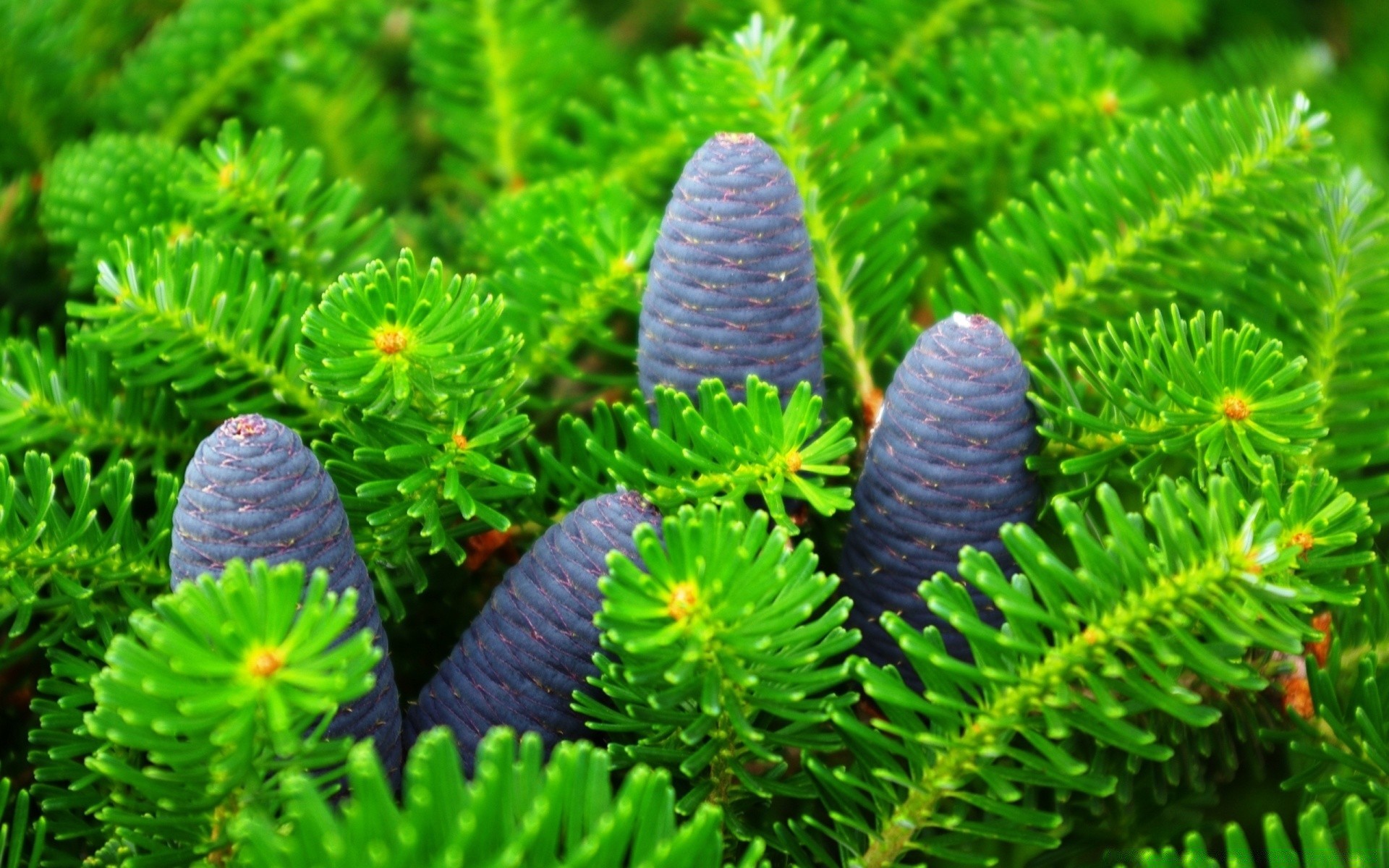 plants nature flora tree pine wood outdoors color leaf evergreen growth close-up desktop