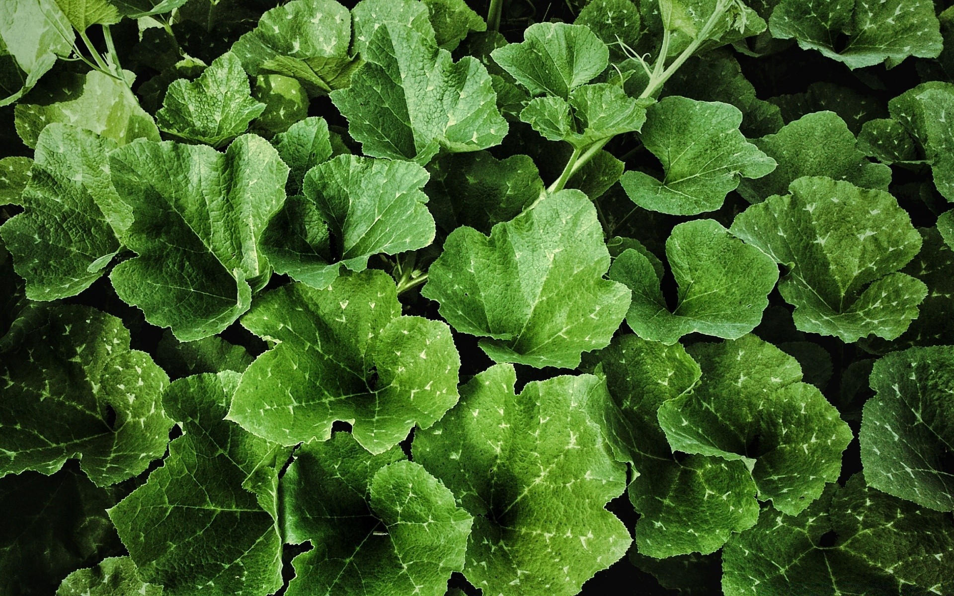 plantes feuille flore alimentaire légume nature croissance fraîcheur gros plan bureau grandir agriculture jardin salade