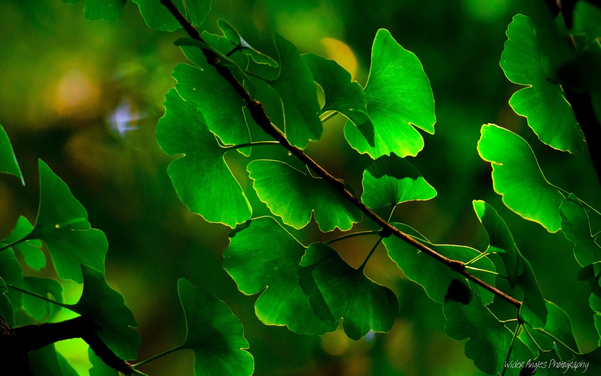 rośliny liść flora natura bujny pulpit drzewo kolor ogród jasny wzrost środowisko zbliżenie