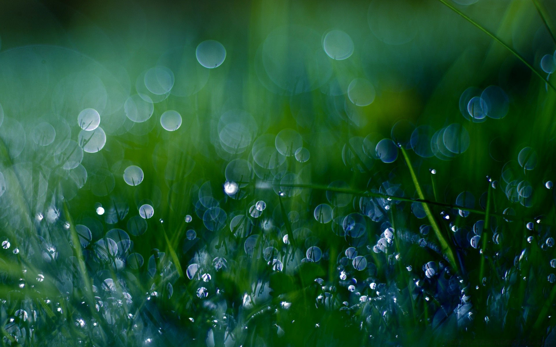 gotas e água orvalho gota chuva gotas molhado frescor grama limpo gramado claro líquido limpo natureza folha água flora jardim feno brilhante amanhecer