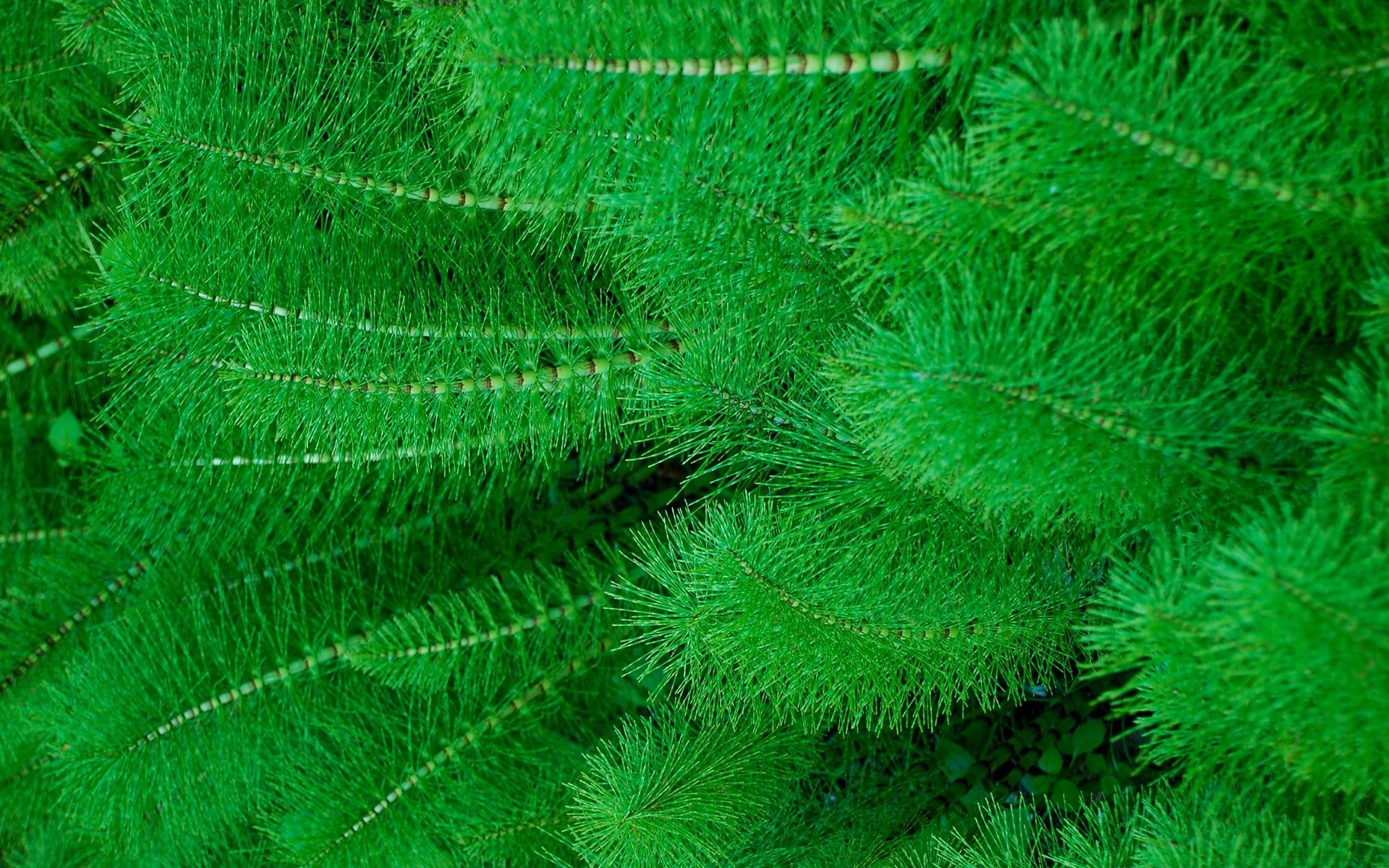 plantes nature flore bureau feuille modèle gros plan texture couleur environnement résumé à l extérieur croissance à proximité biologie