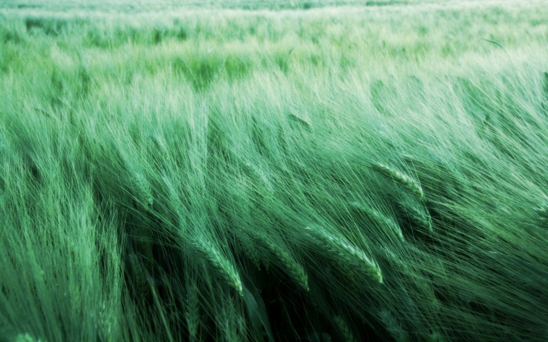 plantas grama natureza campo cereais verão desktop trigo rural flora solo pasto fazenda feno cor textura colheita brilhante