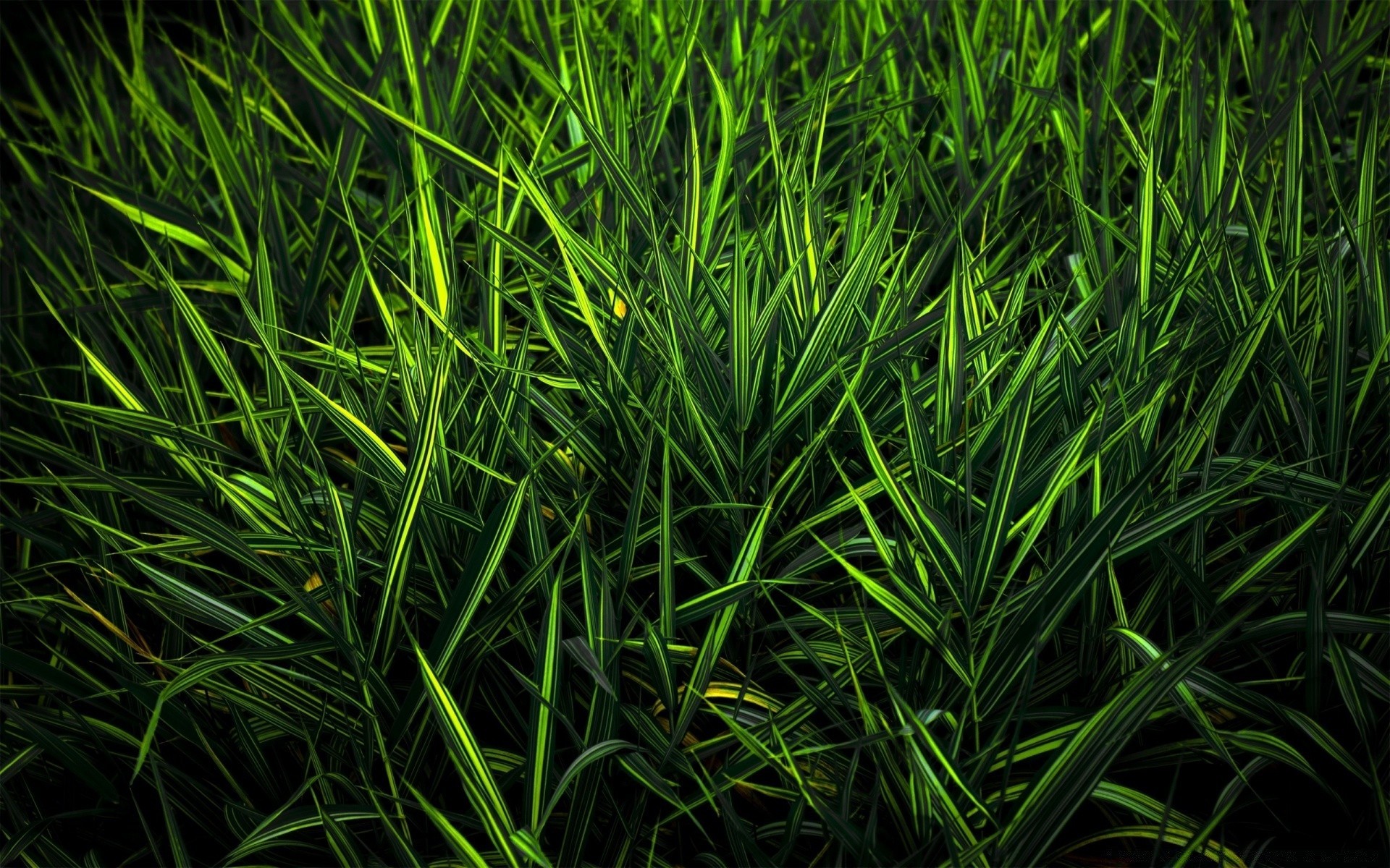 plants grass flora growth leaf lawn lush garden blade field environment nature desktop hayfield soil