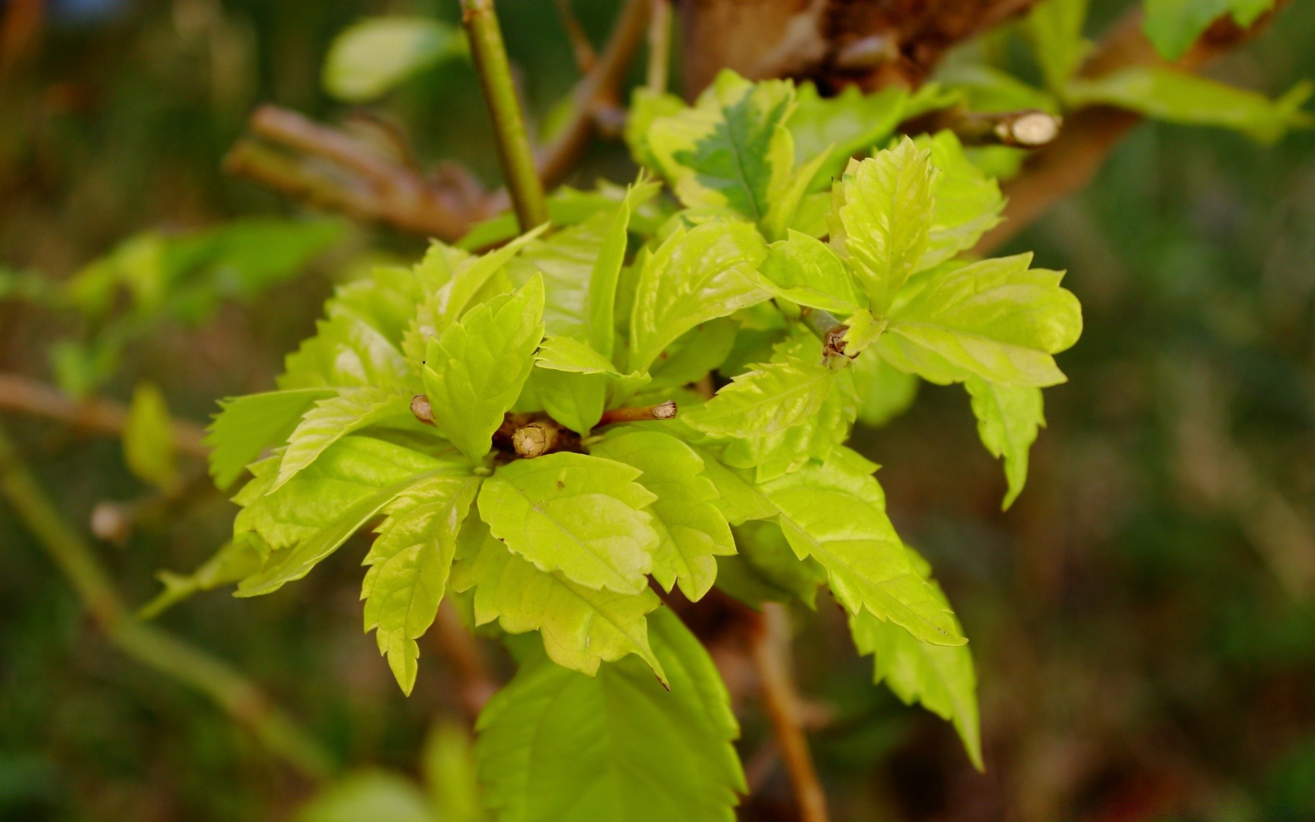 plantes feuille nature flore croissance à l extérieur été environnement jardin gros plan luxuriante