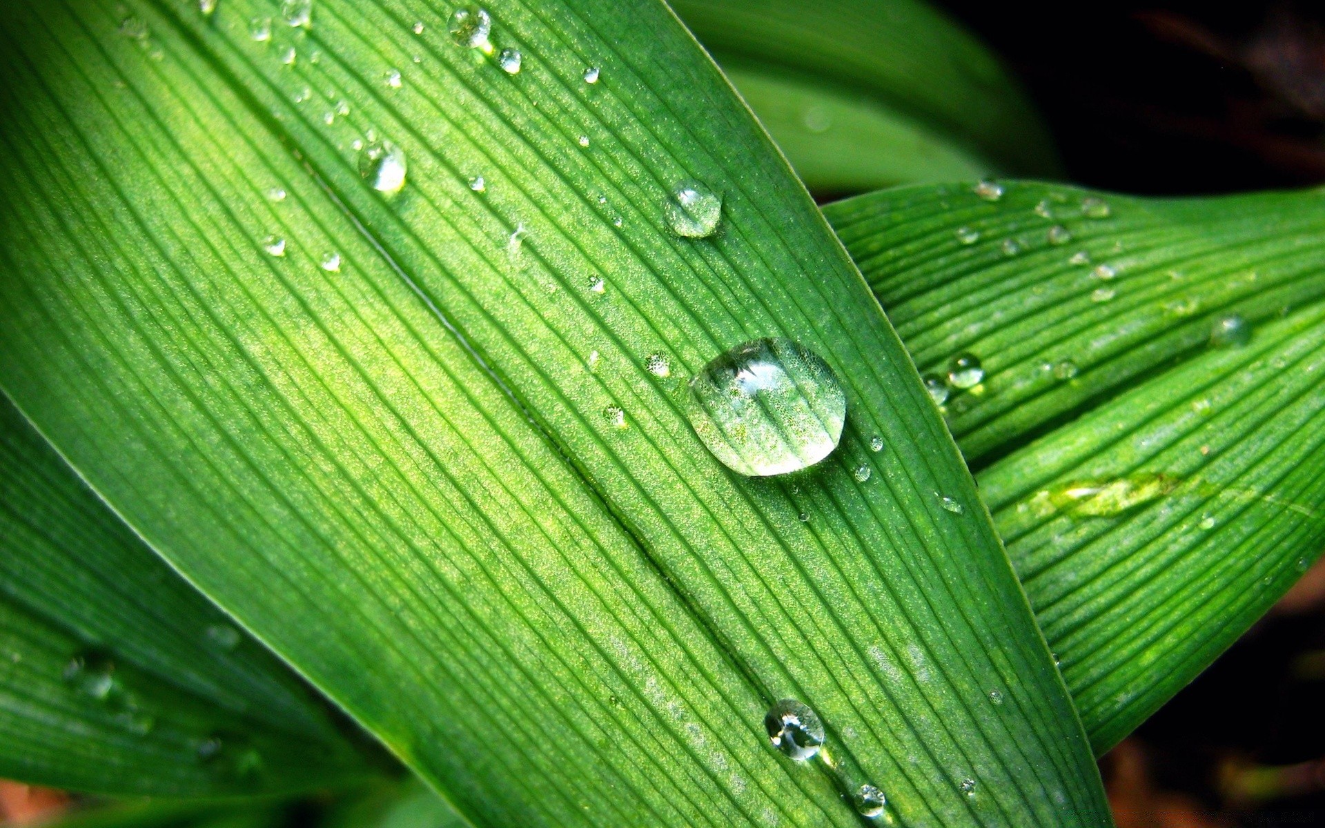 droplets and water leaf flora rain growth dew drop purity nature environment wet droplet lush garden freshness desktop blade botanical vein