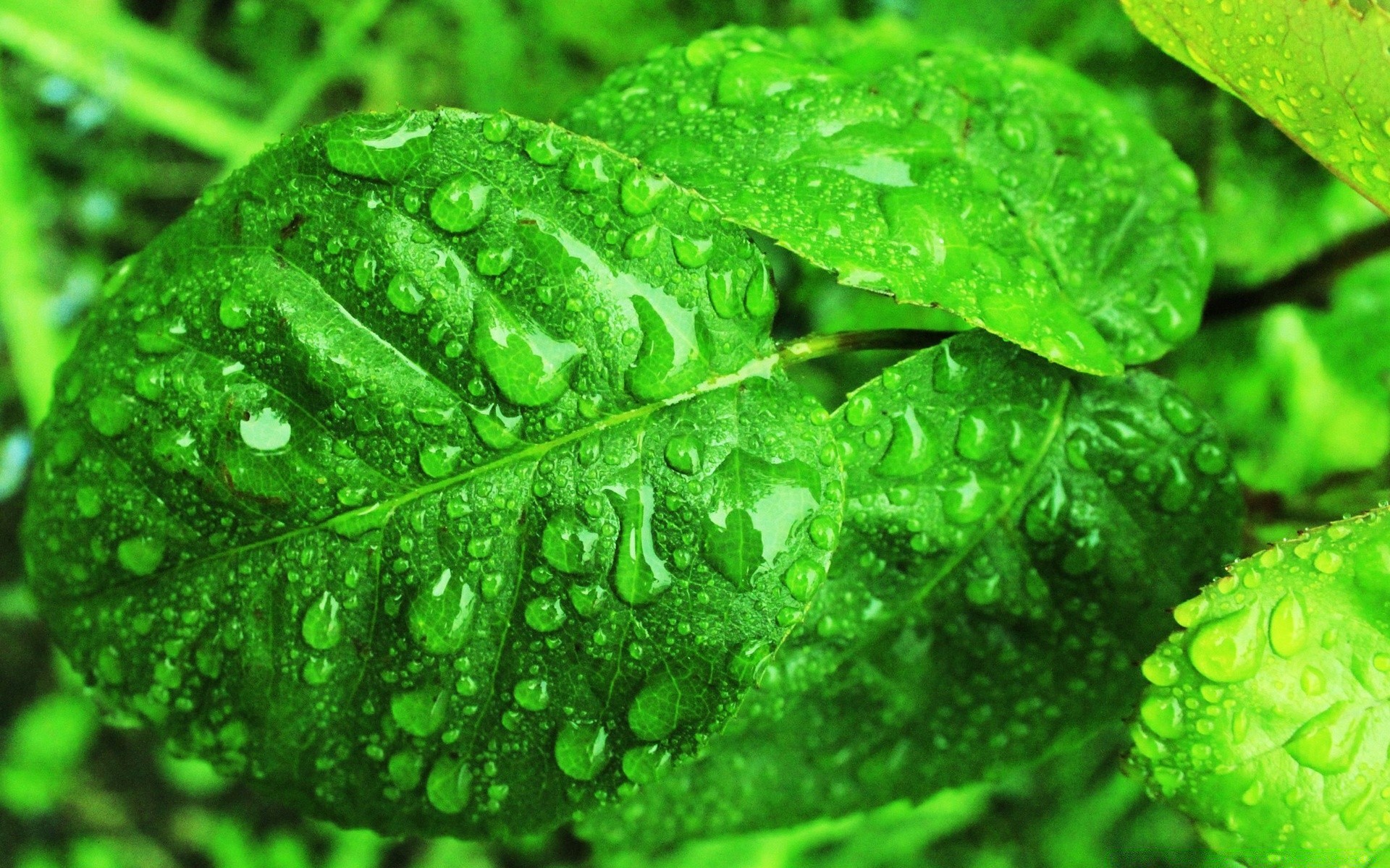 gouttelettes d eau feuille pluie chute rosée flore croissance humide fraîcheur environnement nature eau propreté jardin ecologie luxuriante gouttes été environnement