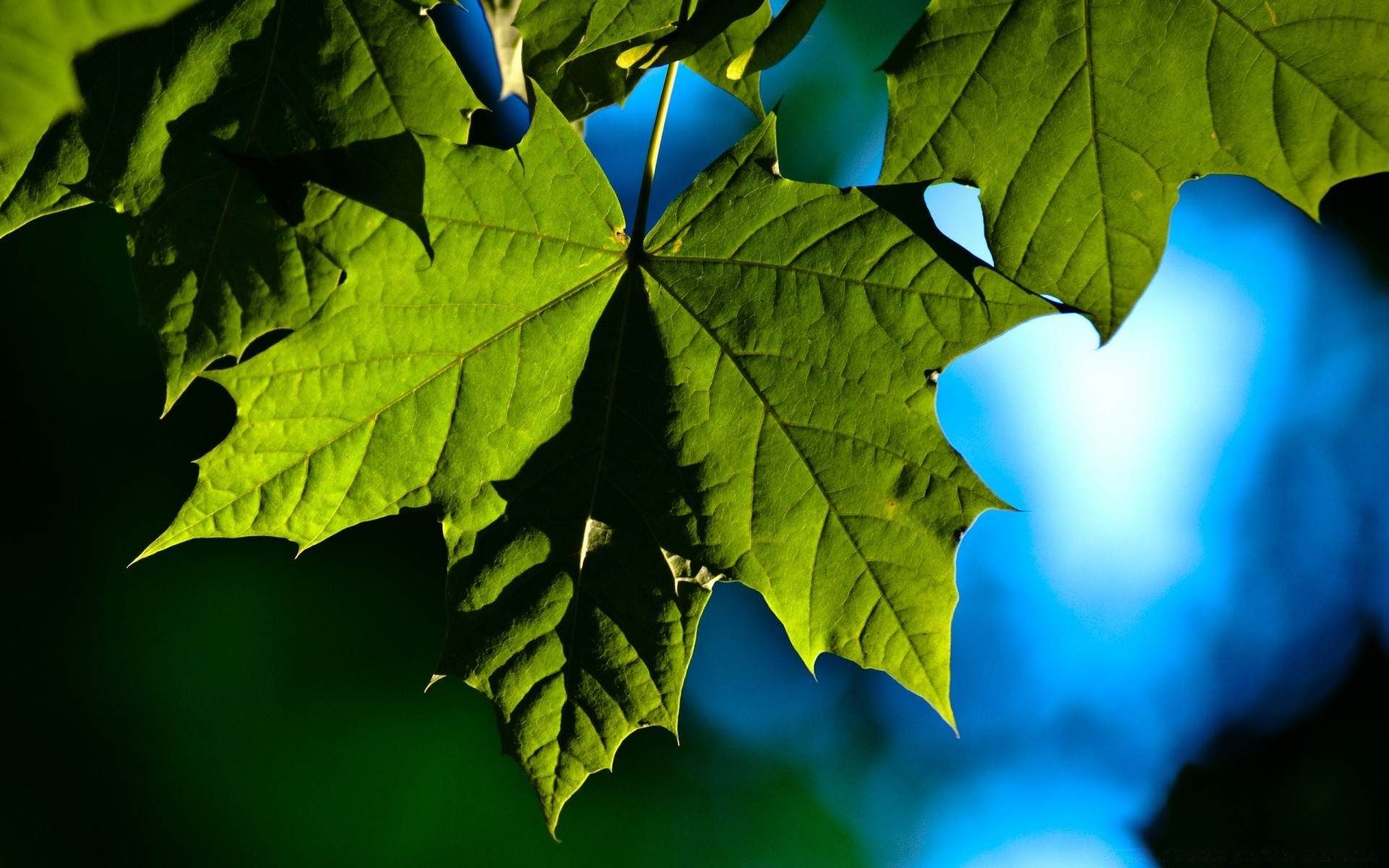 pflanzen blatt natur wachstum flora hell herbst üppig baum gutes wetter umwelt farbe licht desktop im freien sonne sommer