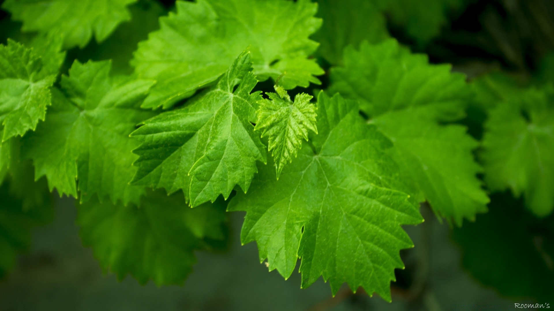 plantes feuille nature flore croissance fraîcheur repas luxuriant à l extérieur été jardin