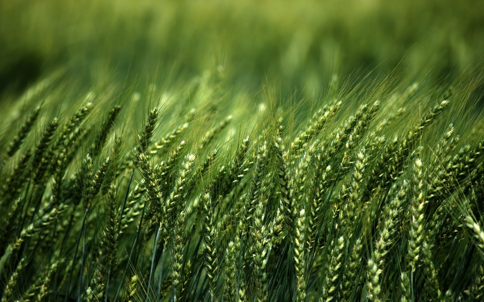 plants cereal wheat pasture growth rural straw agriculture crop farm rye corn field bread barley seed flora summer farmland countryside