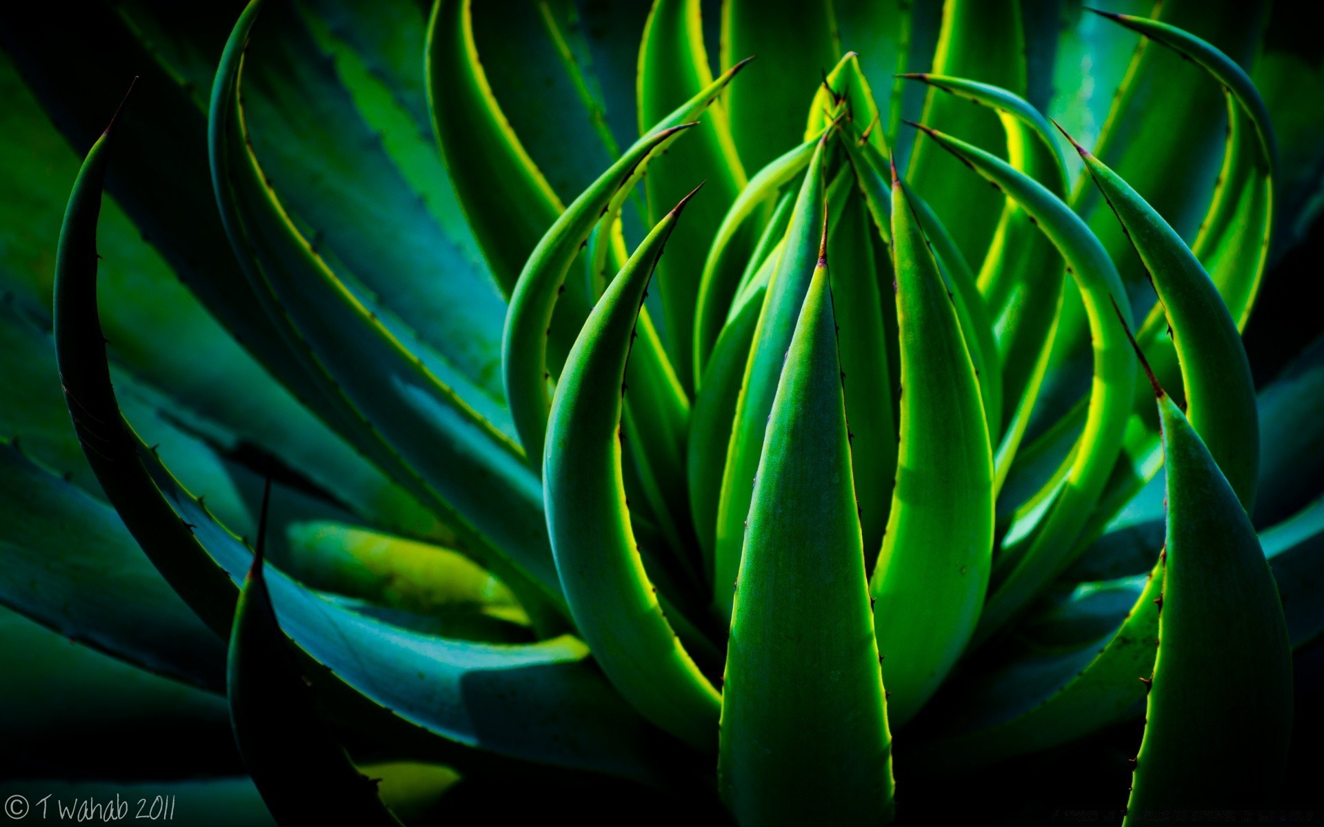 plants nature cactus flora leaf texture flower desktop garden