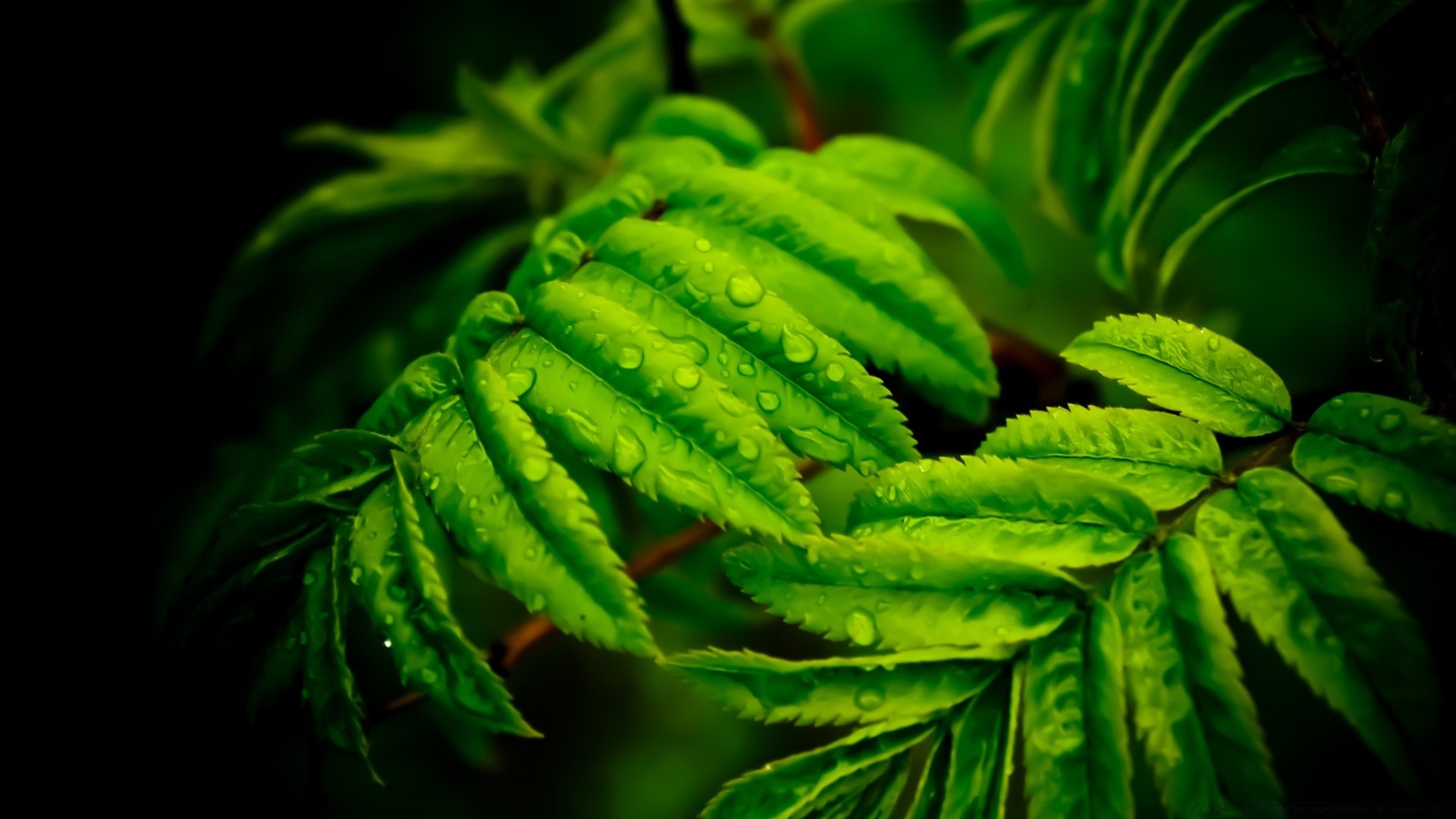 gotas e água folha flora natureza crescimento jardim exuberante close-up desktop frescura comida cor