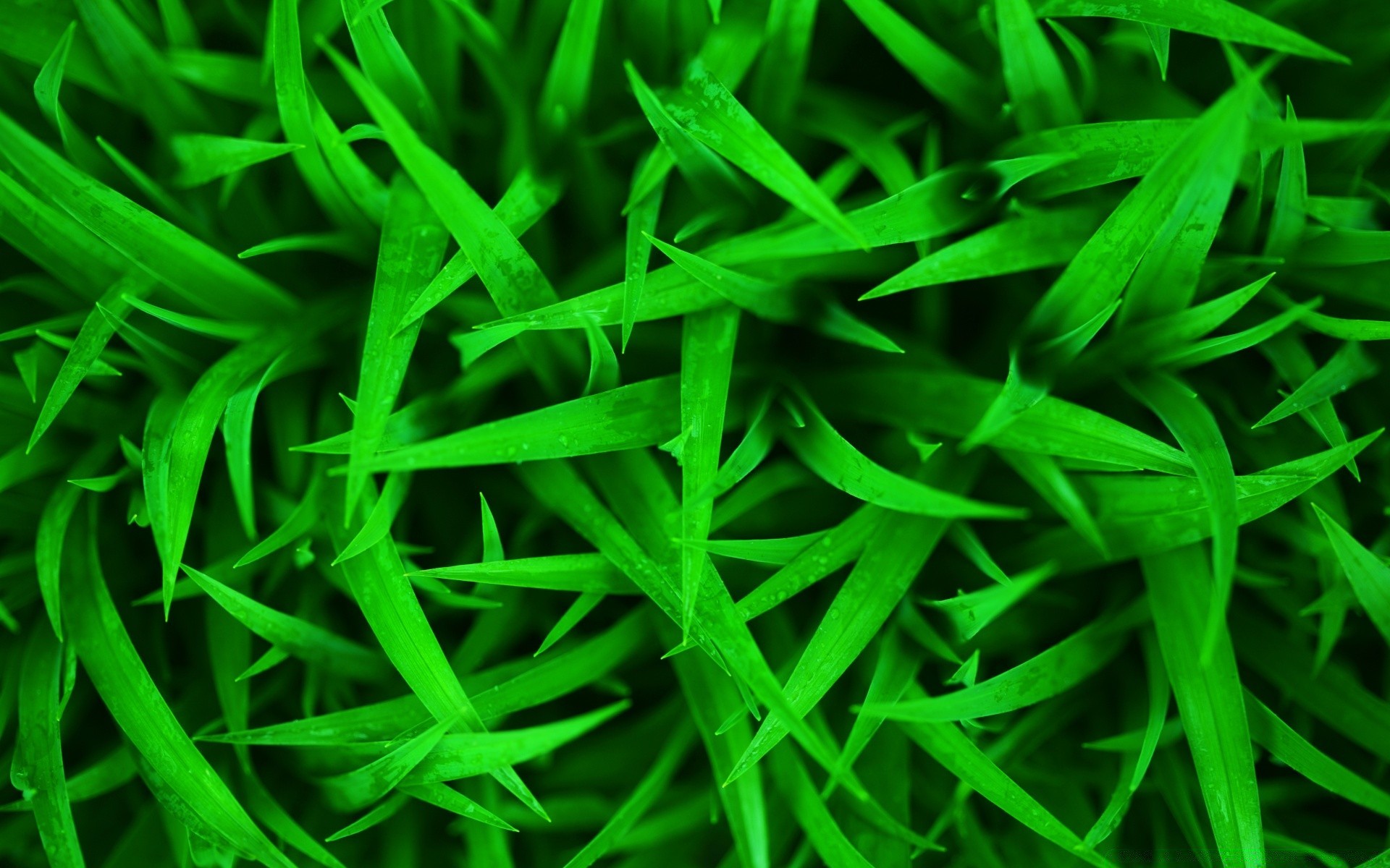 plants leaf lawn flora grass lush blade garden growth desktop turf texture yard color nature bright golf environment