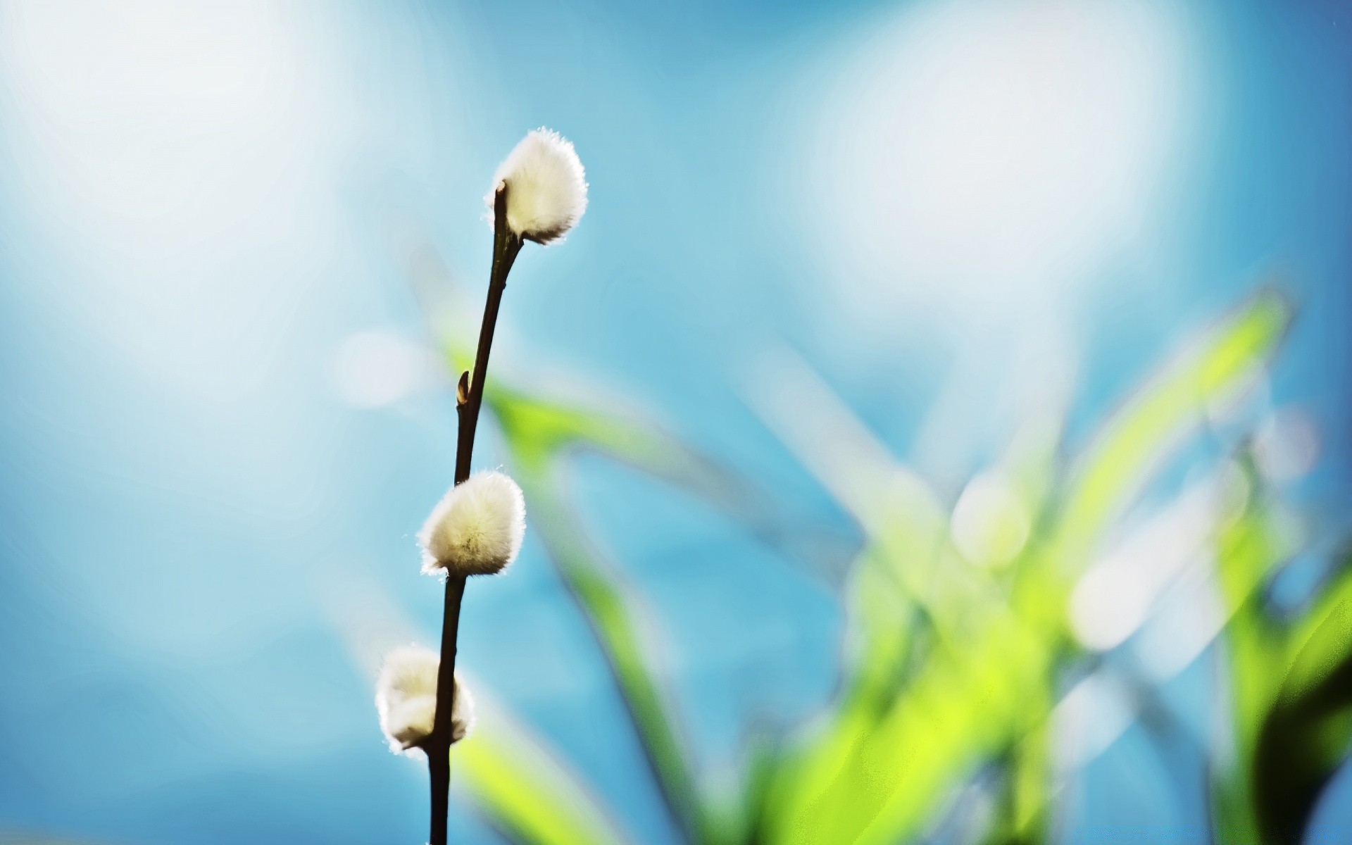 植物 自然 叶 植物 生长 花 模糊 夏天 户外 好天气 花园 草 伙伴