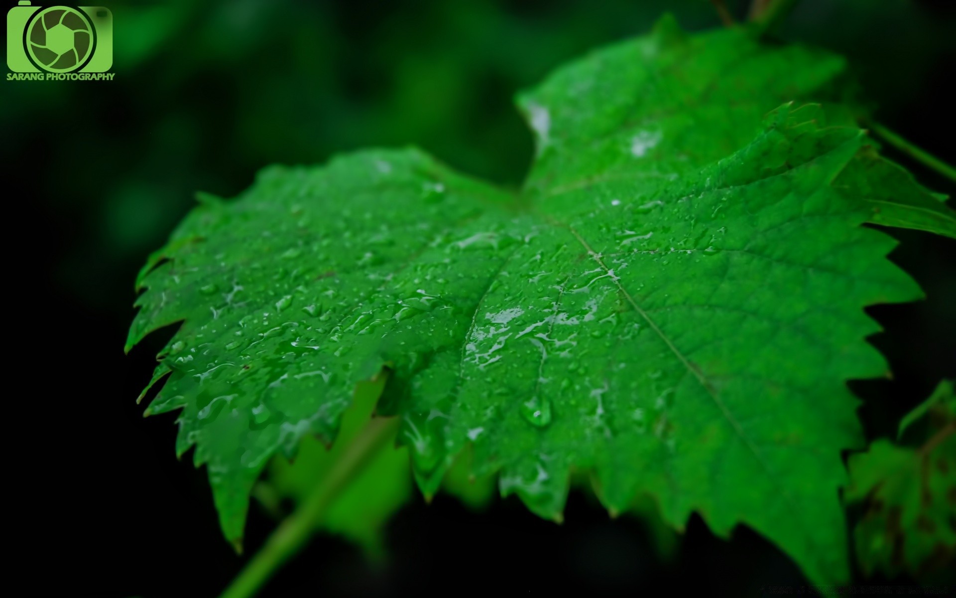 plantes feuille croissance nature flore luxuriante à l extérieur été pluie environnement propreté ecologie fraîcheur lumineux humide jardin rosée chute