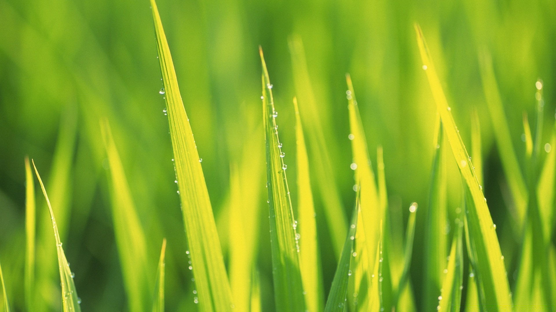 plantas hoja crecimiento hierba rocío flora exuberante naturaleza césped jardín verano amanecer ecología medio ambiente hoja al aire libre lluvia heno caída limpieza