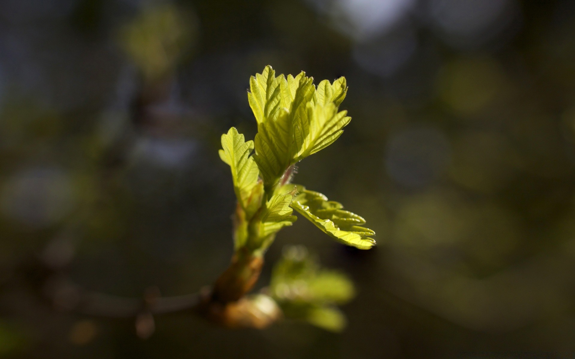 piante natura foglia fiore flora all aperto albero crescita sfocatura ramo giardino bel tempo sole estate