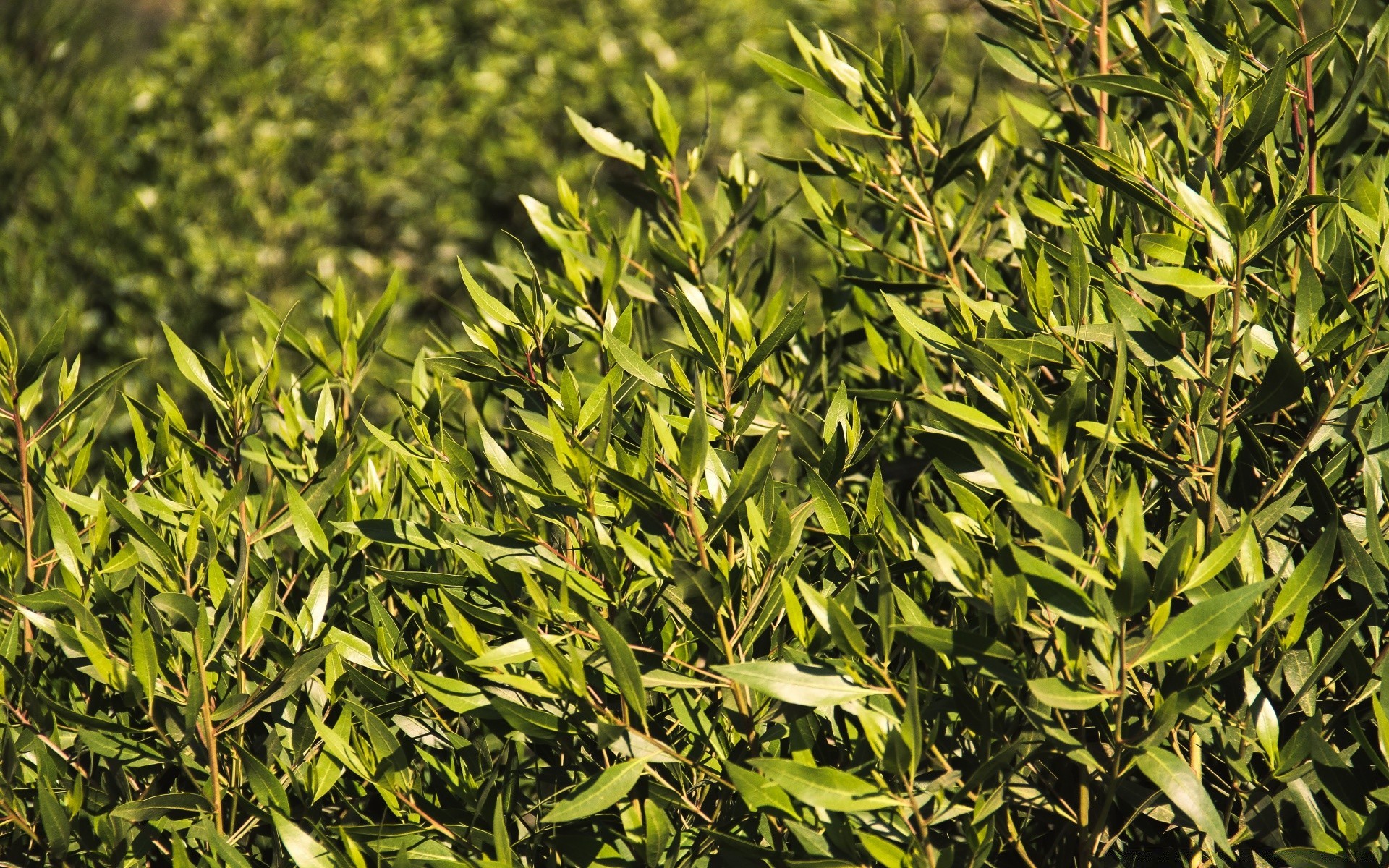 plantes feuille flore la nature la croissance la fraîcheur l été l agriculture à l extérieur l environnement la saison la nourriture lumineux herbe bureau arbre luxuriante jardin ferme herbes